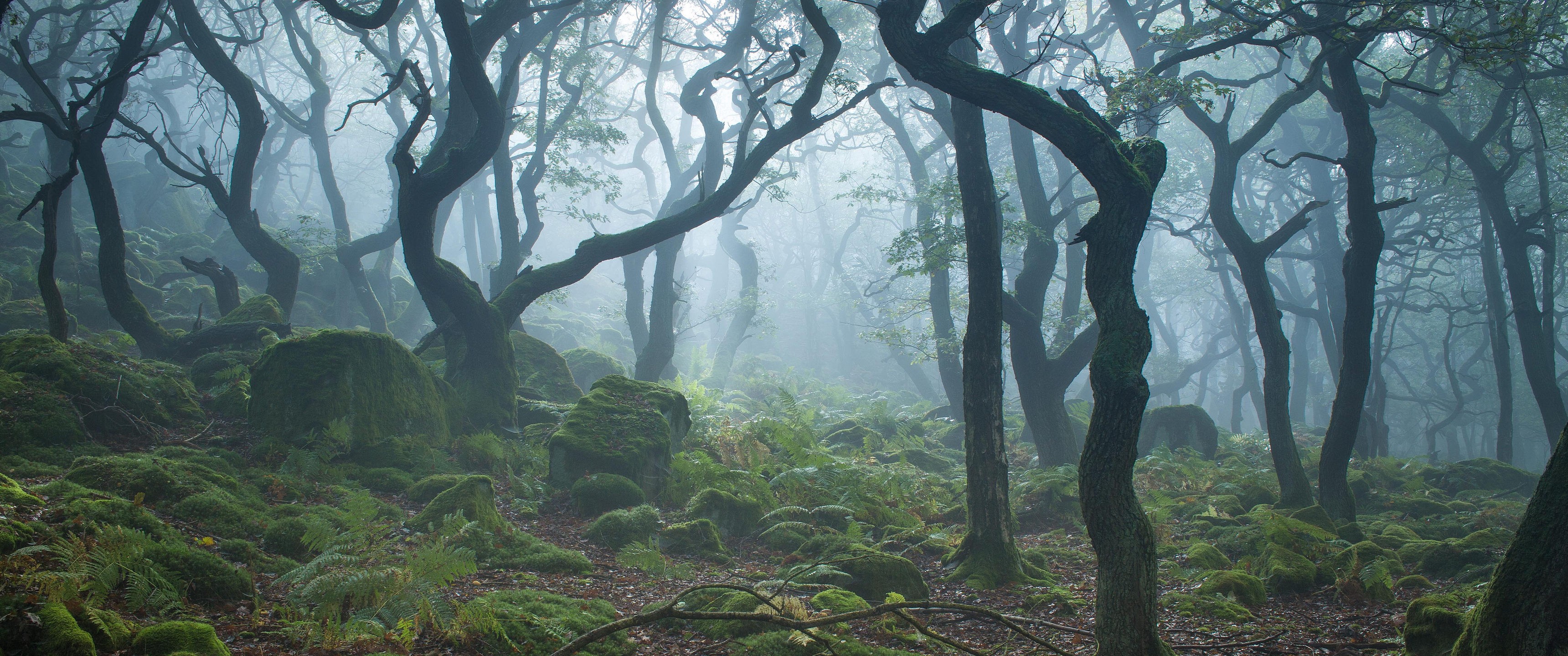 Mossy forest with gnarled trees and fog HD Wallpaper