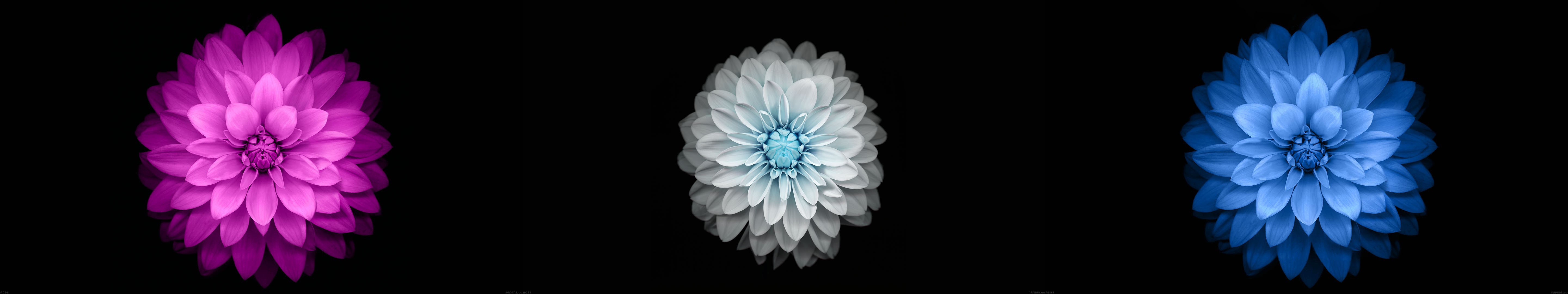 Three flowers on a black background HD Wallpaper