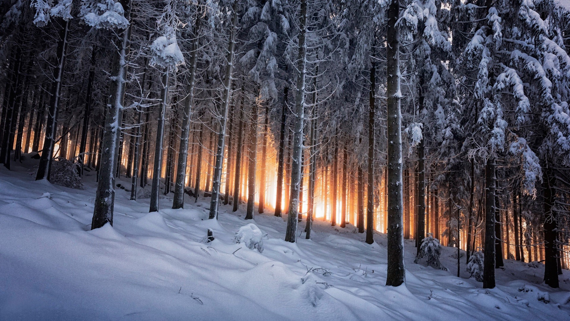 Winter forest with snow and sunset light HD Wallpaper
