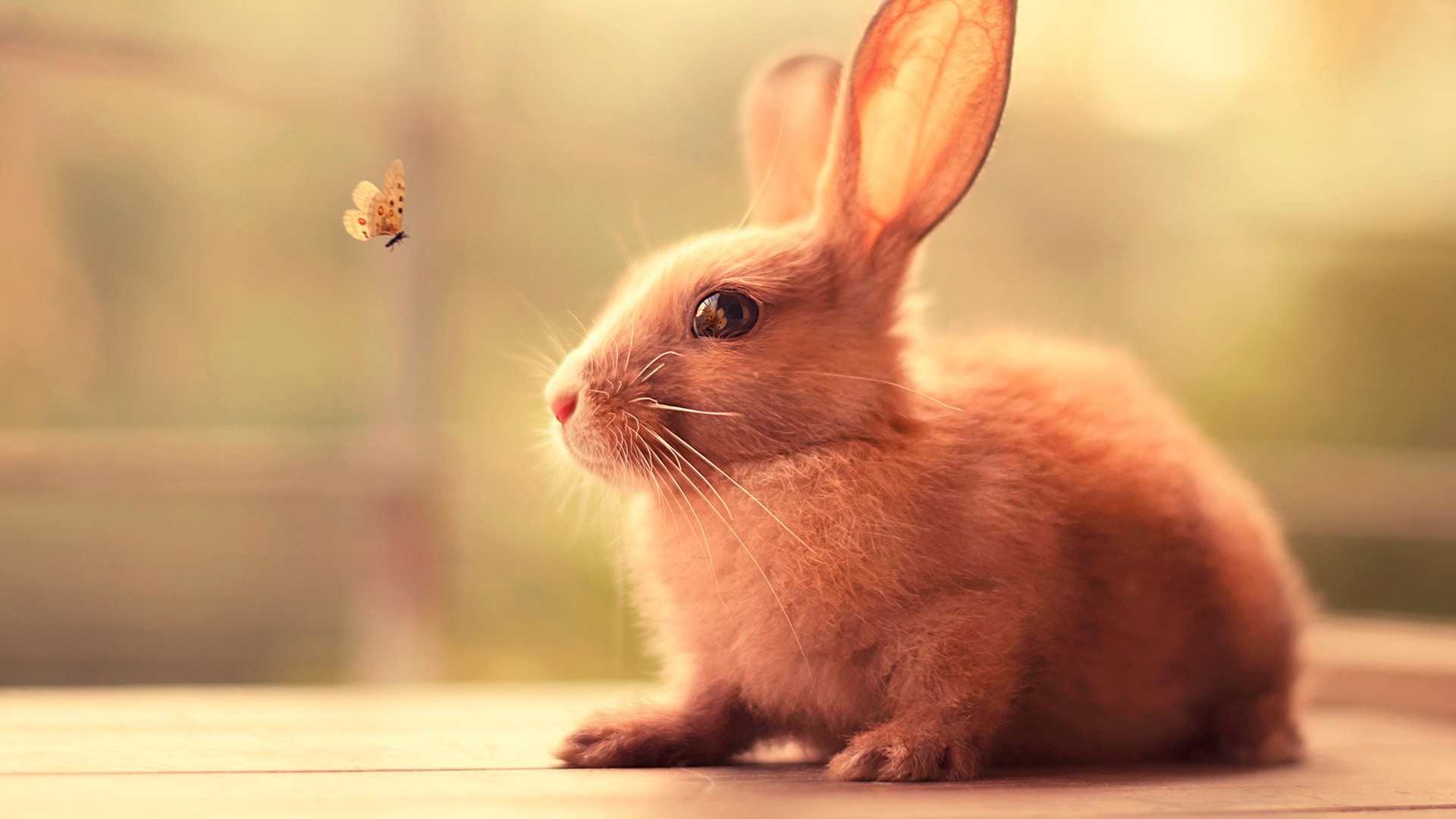 A rabbit and a butterfly in nature HD Wallpaper