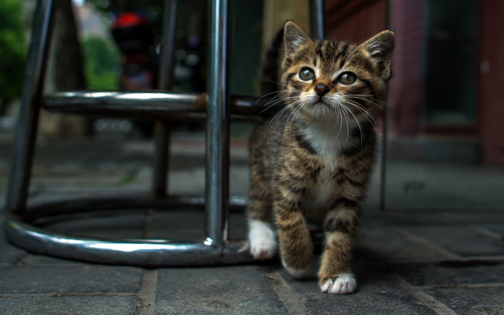 A tabby kitten walks near a metal chair HD Wallpaper