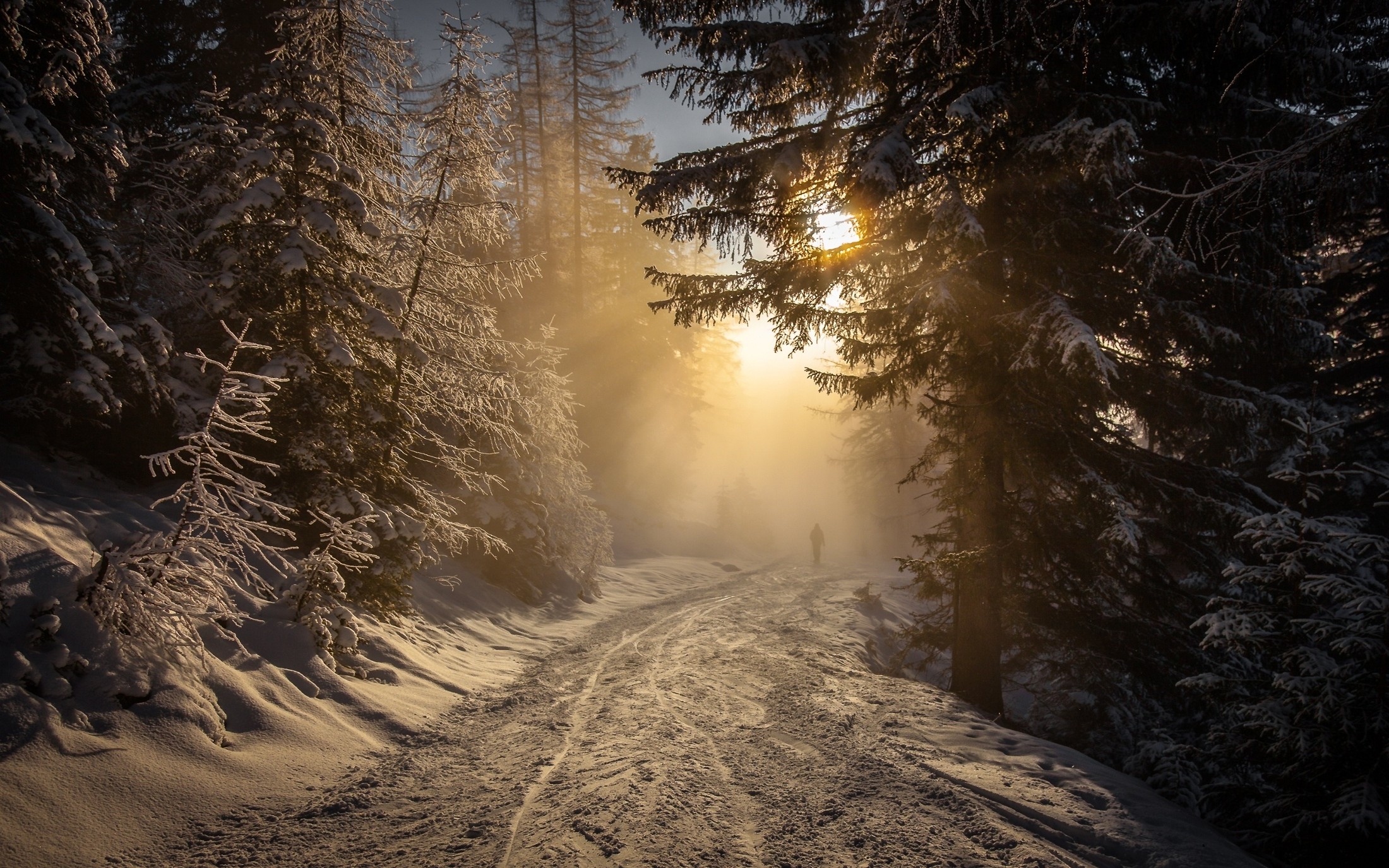 Person walking on a snowy path in a misty forest during winter HD Wallpaper