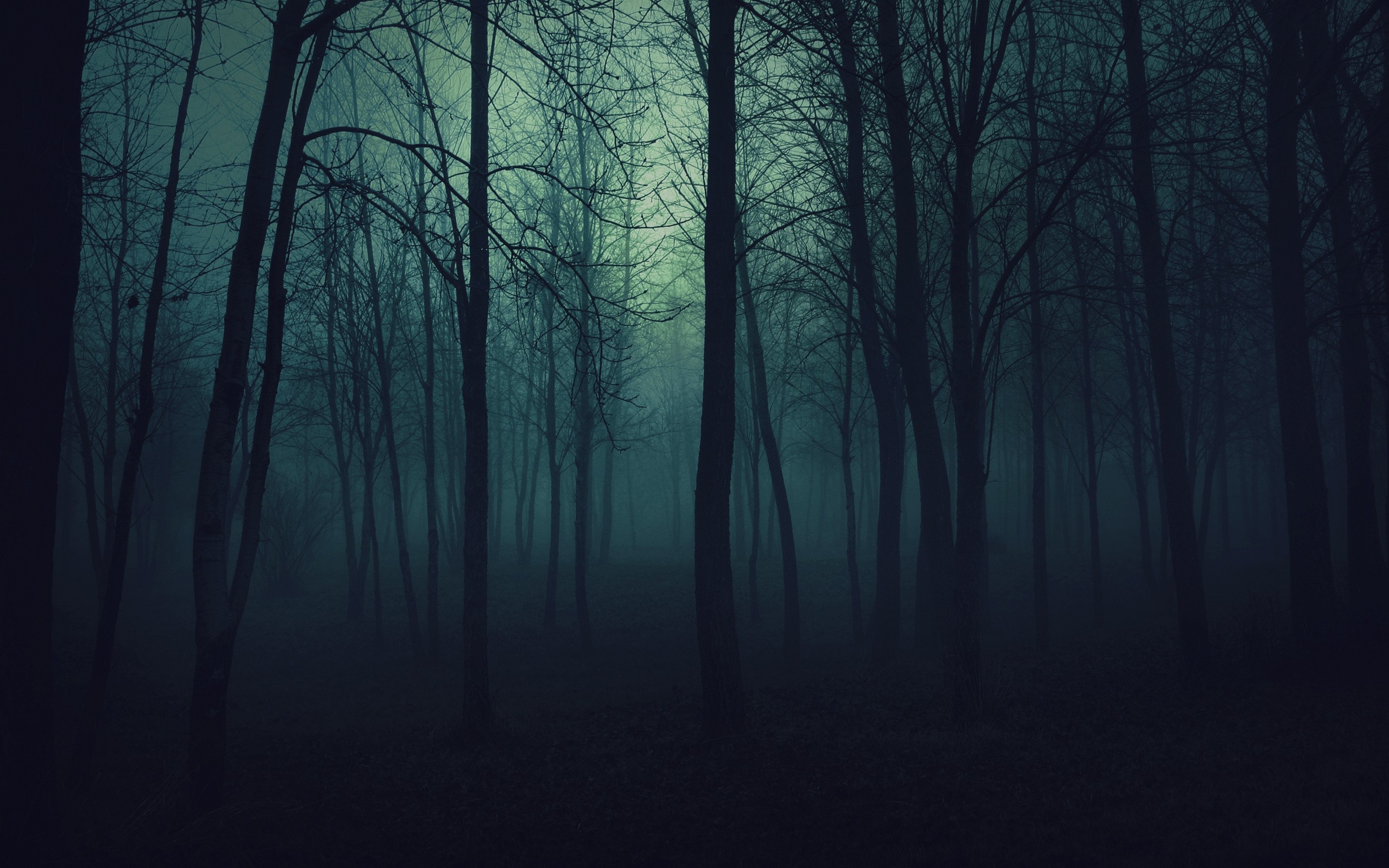 Dark forest with mist and bare trees HD Wallpaper