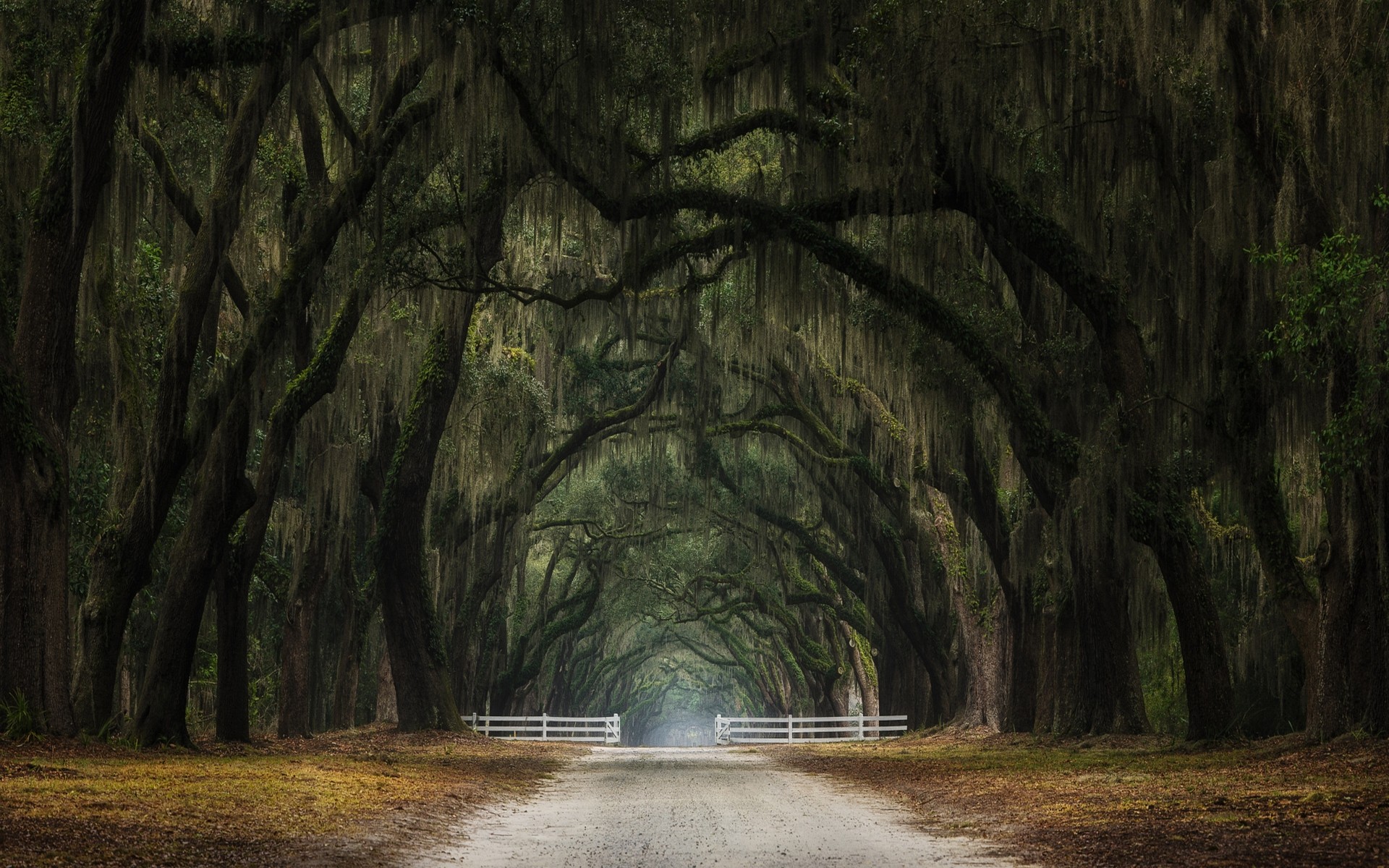 Tunnel of oak trees with Spanish moss and a white fence HD Wallpaper