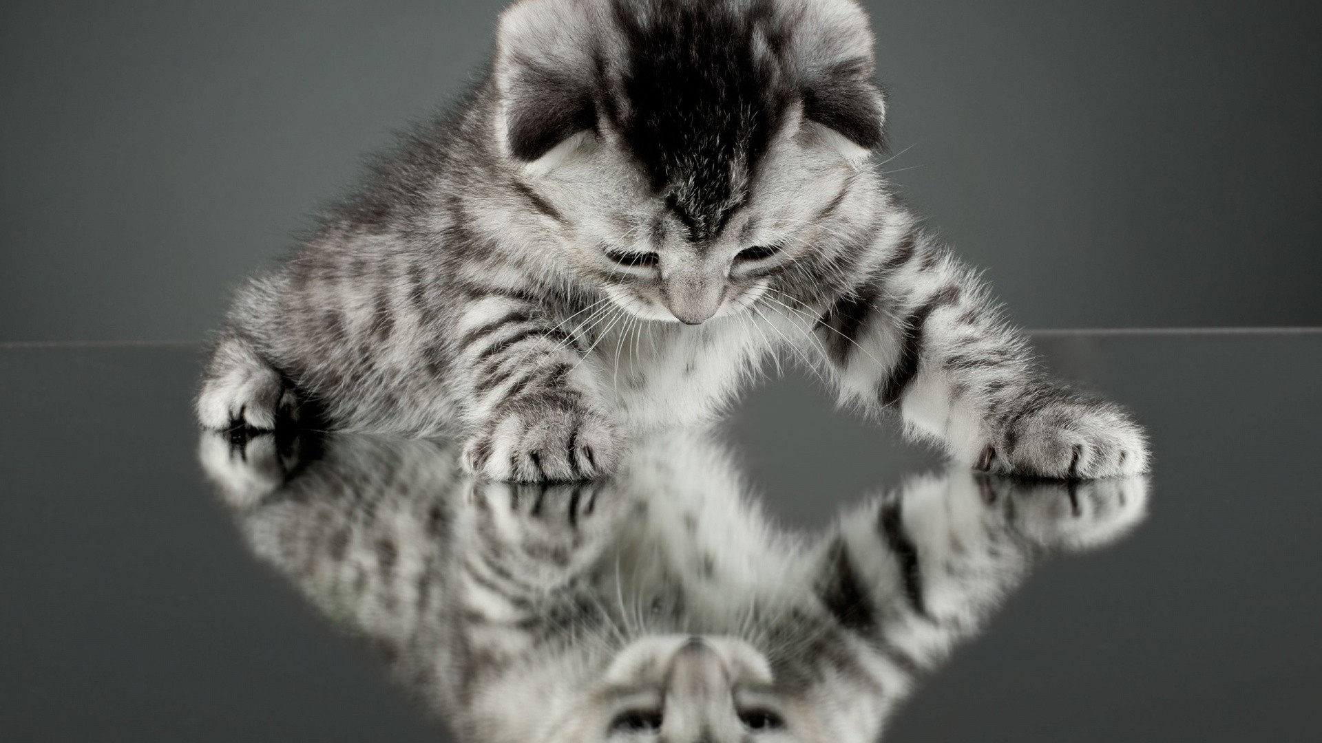 Kitten looking at its reflection HD Wallpaper