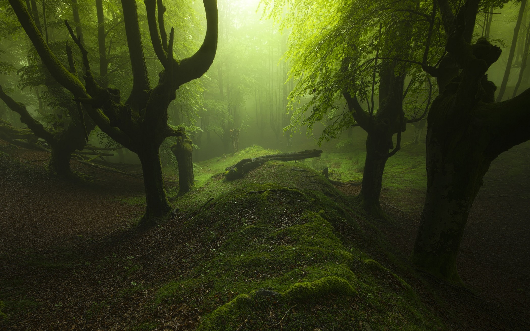 Misty forest with moss-covered trees and a fallen log HD Wallpaper