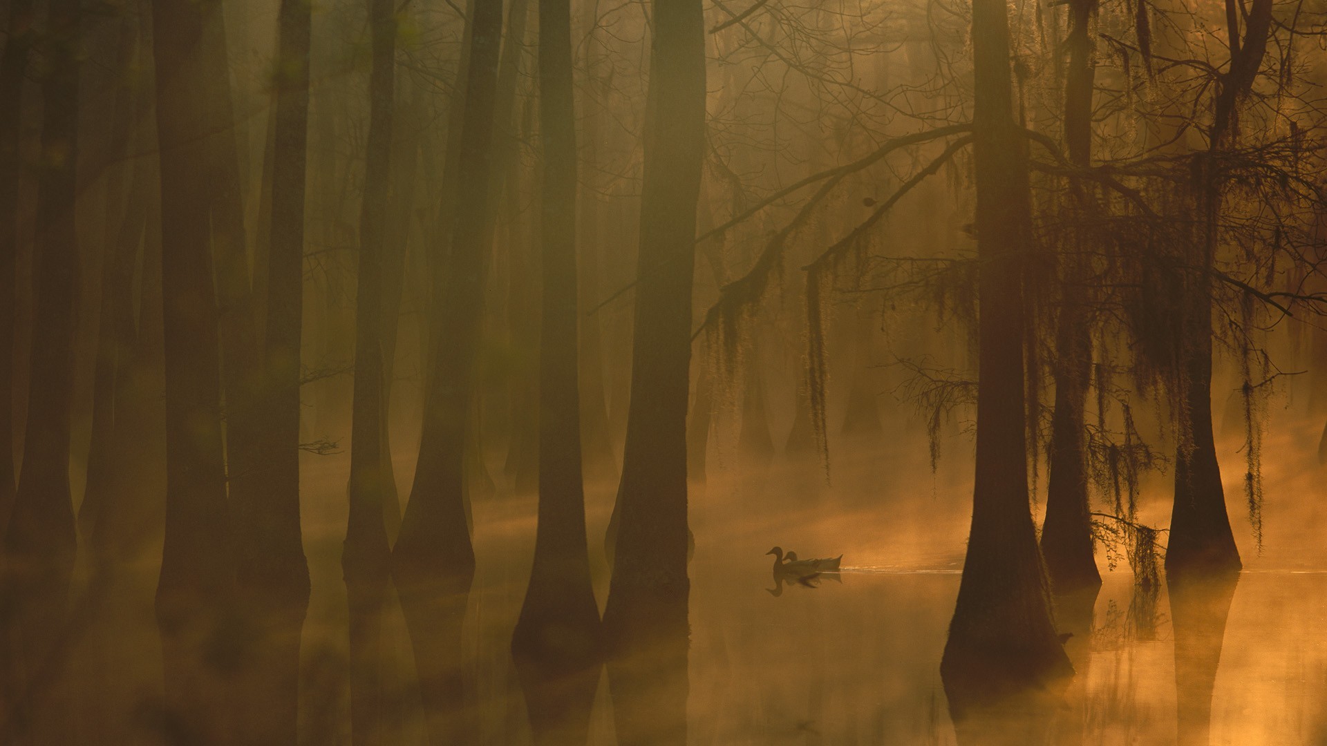 Ducks swimming in a misty cypress forest at sunrise HD Wallpaper
