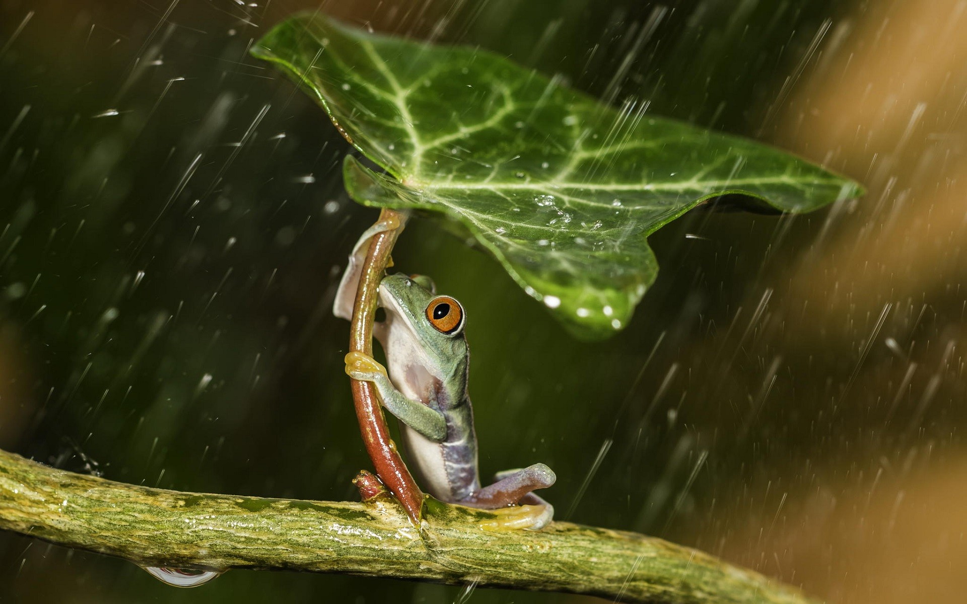 Frog holding a leaf as an umbrella in the rain HD Wallpaper