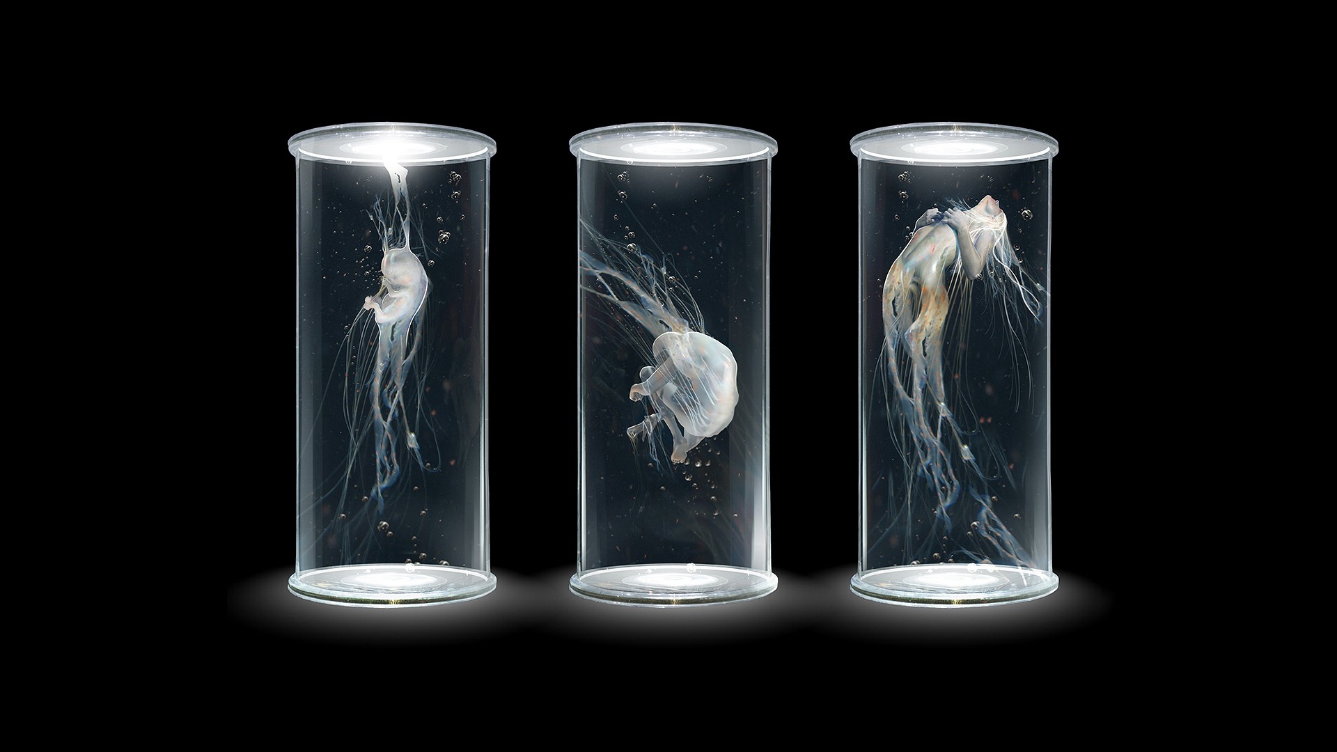 Three jellyfish in glass cylinders HD Wallpaper