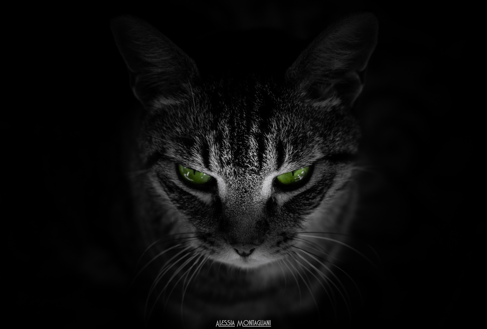 Close-up of a cat with green eyes on a black background HD Wallpaper