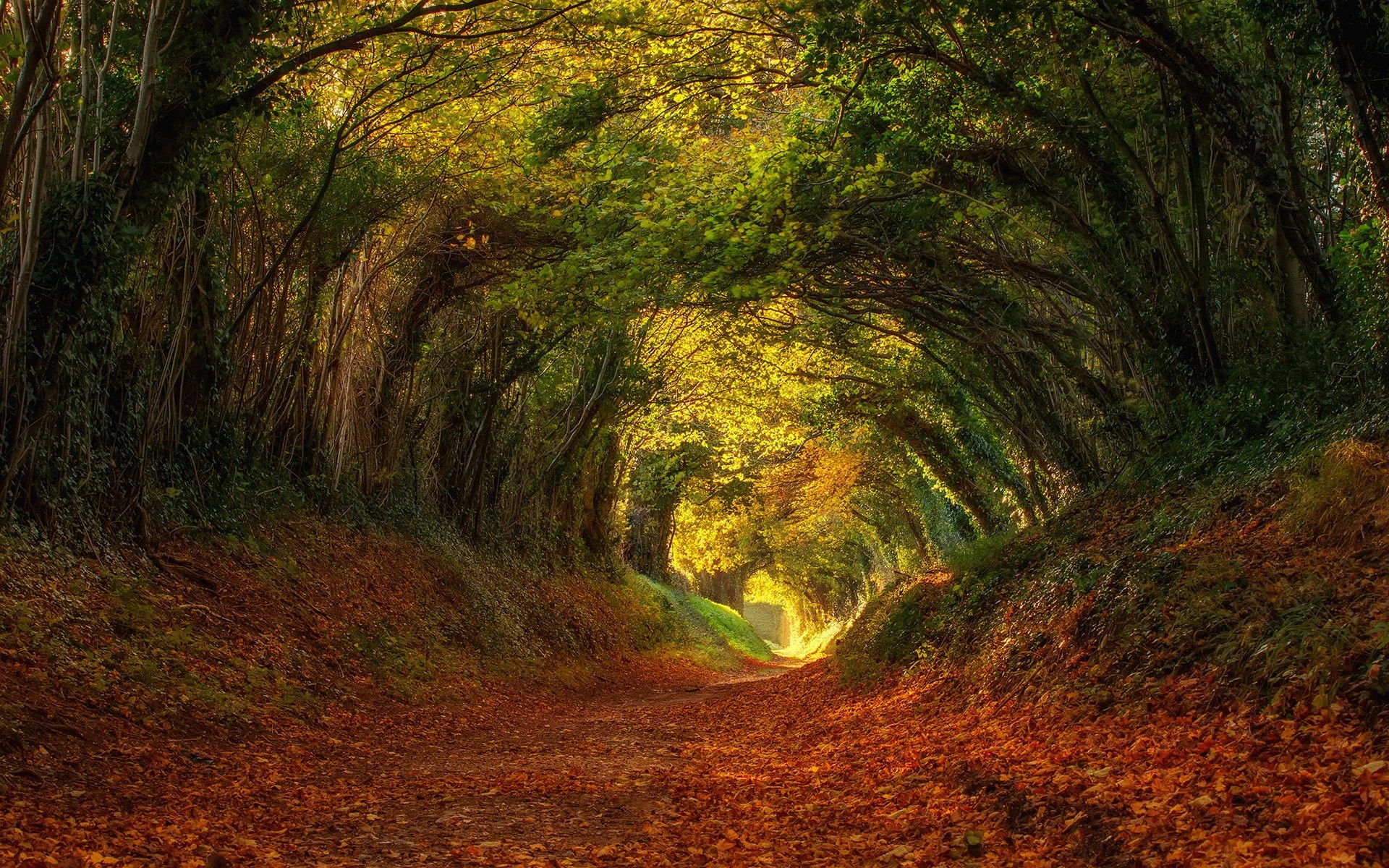 Autumn forest path tunnel with fallen leaves HD Wallpaper