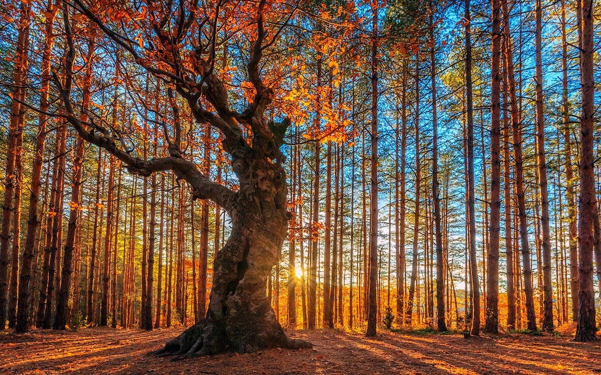 Autumn forest with sun rays filtering through trees HD Wallpaper