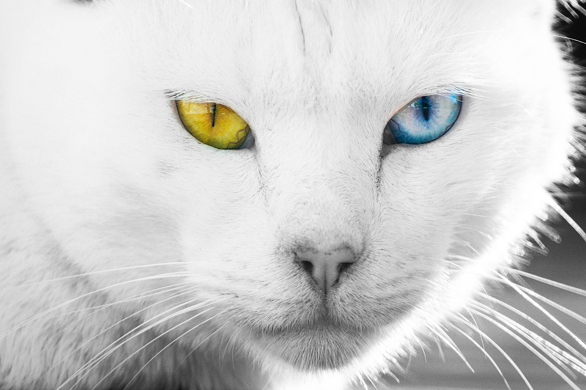 Close-up of a white cat with heterochromia HD Wallpaper