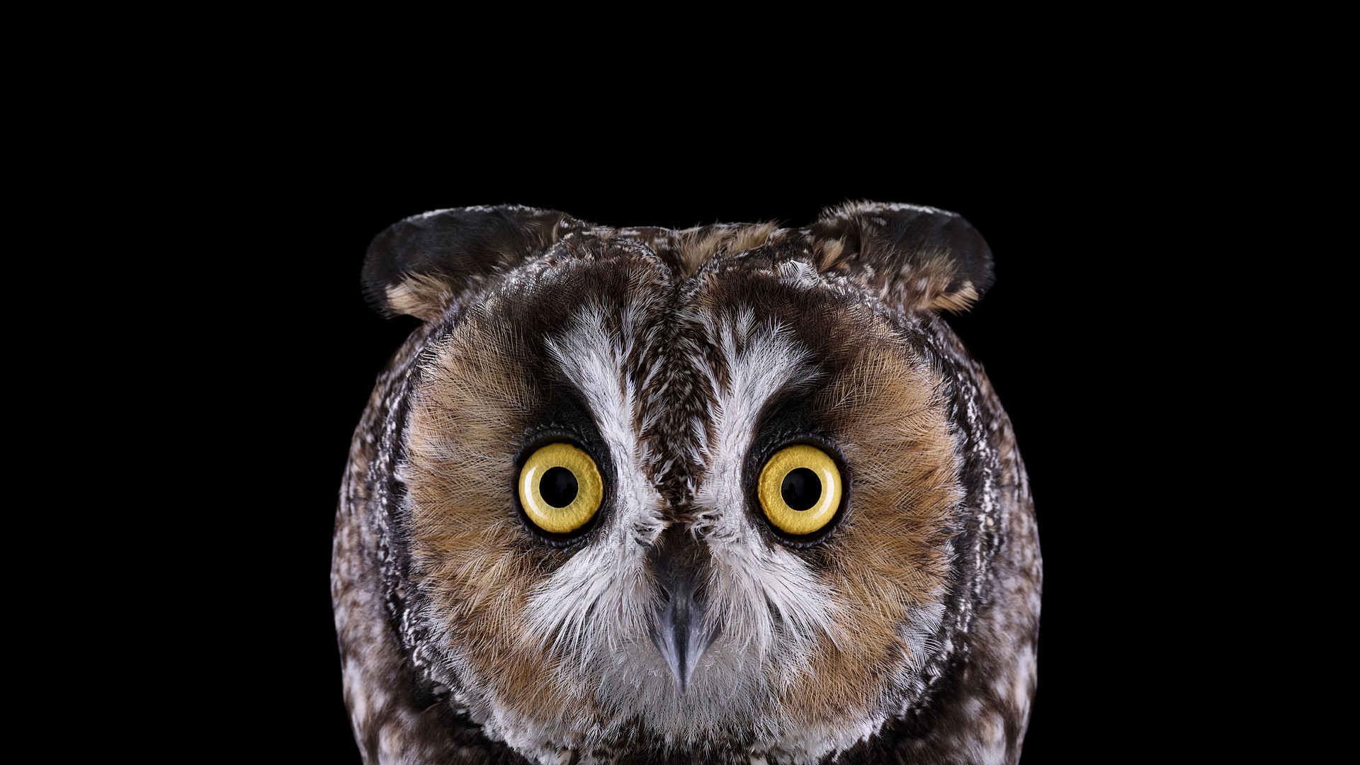 Close-up of a Long-eared Owl with yellow eyes HD Wallpaper
