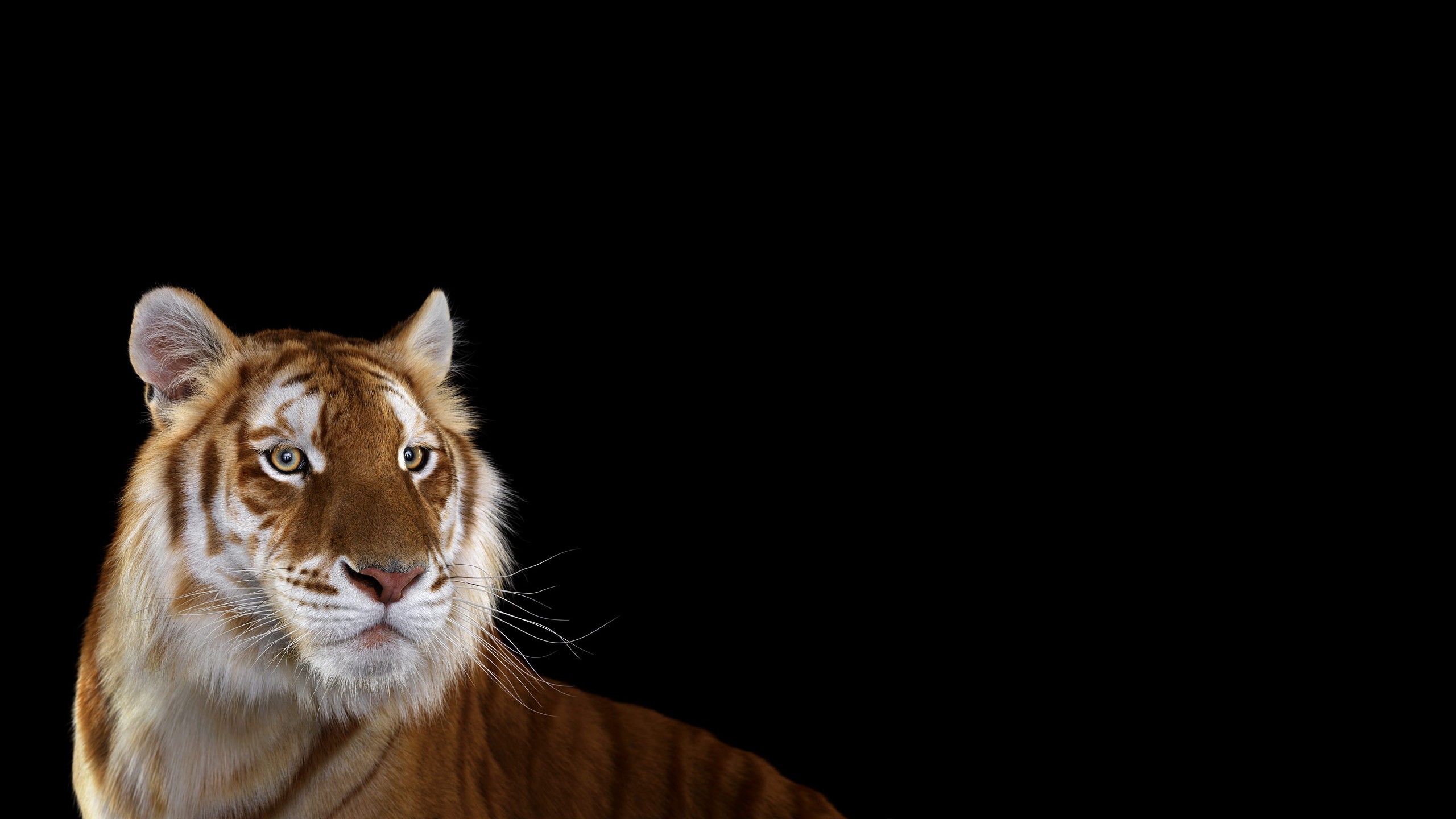 Tiger with golden fur on a black background HD Wallpaper
