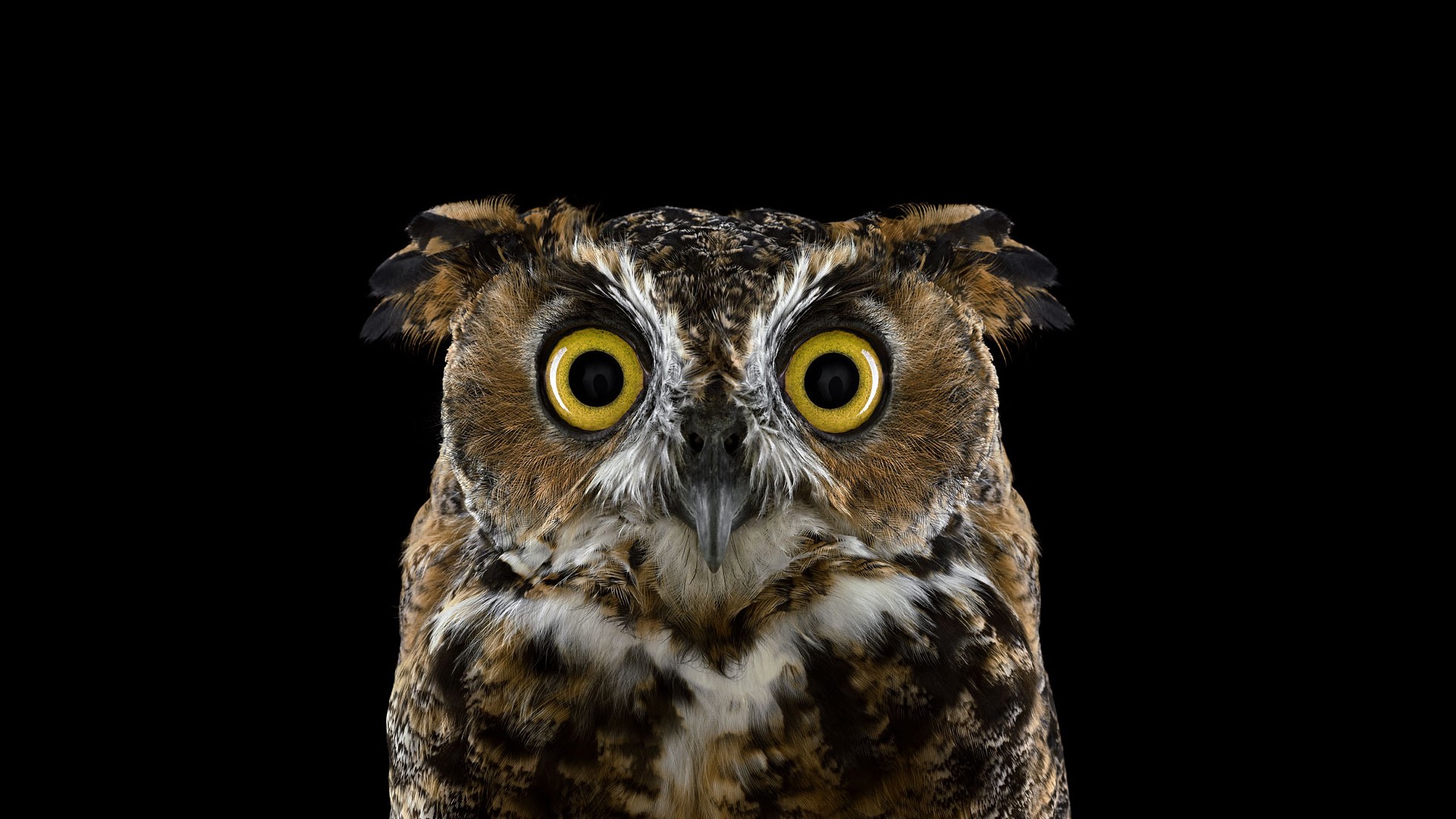 Close-up of a Great Horned Owl with yellow eyes HD Wallpaper