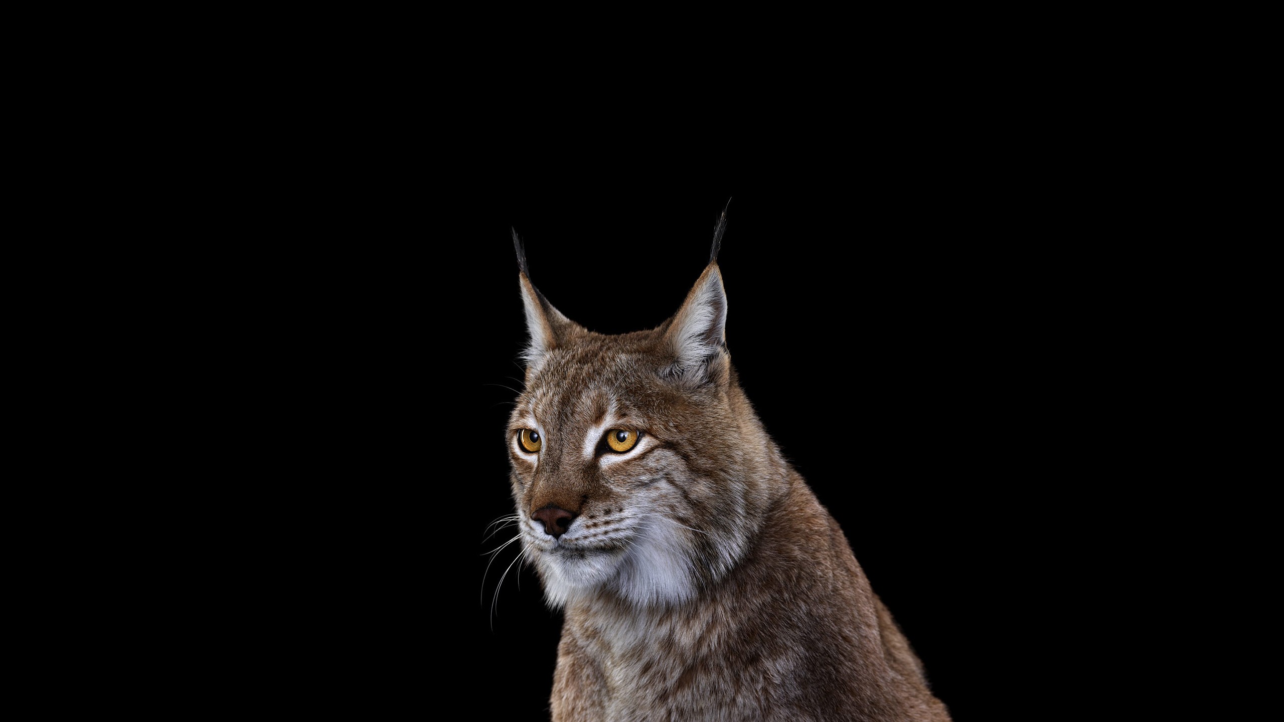 Lynx with yellow eyes on a black background HD Wallpaper