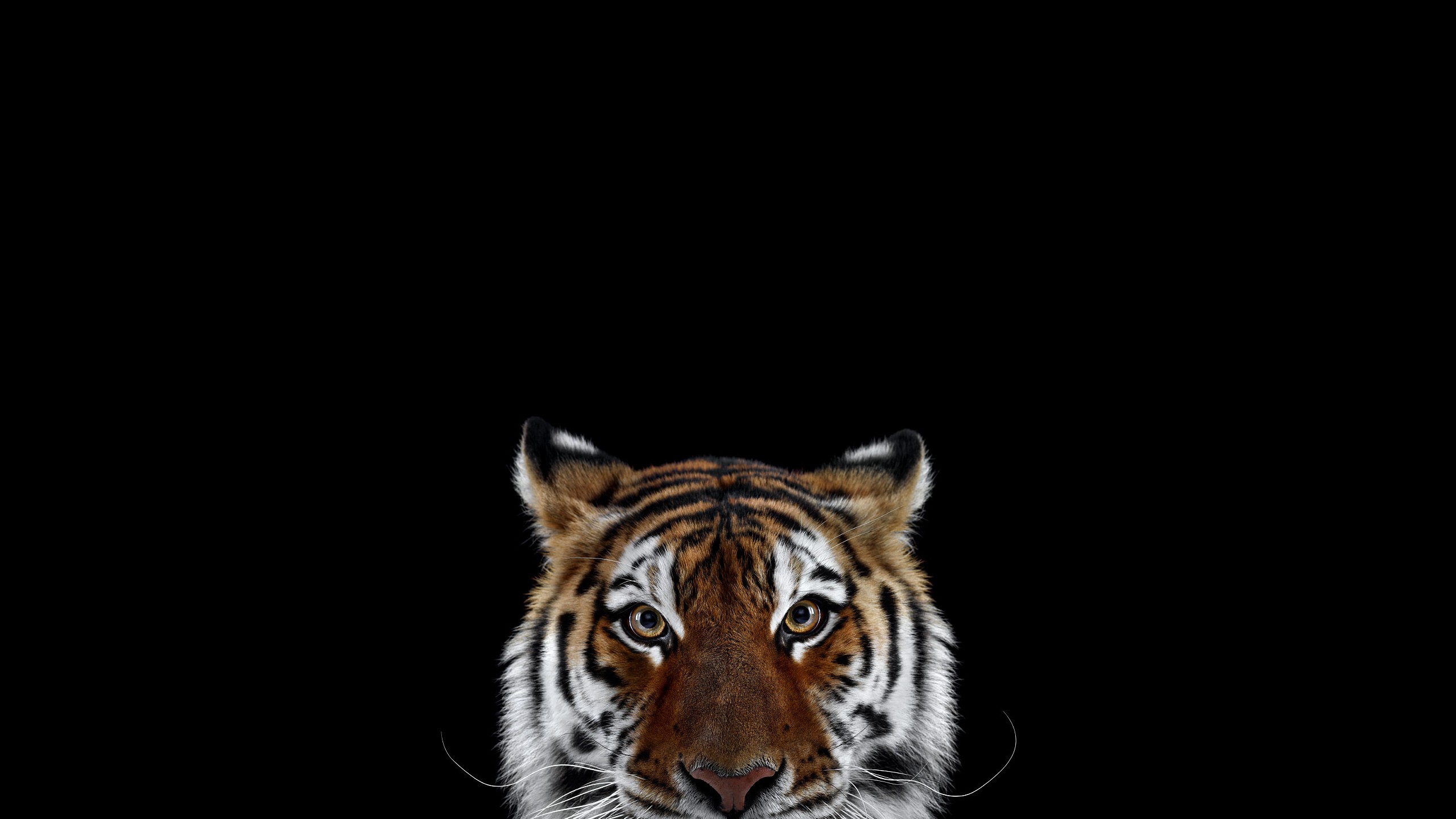 Tiger face with black background HD Wallpaper