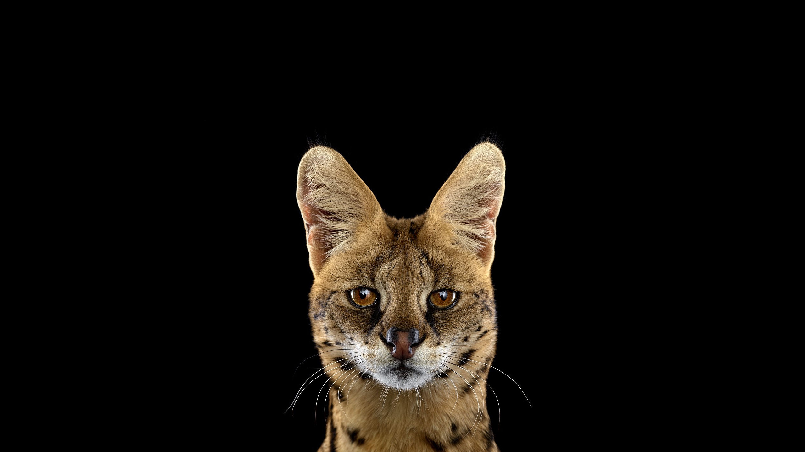 Serval cat portrait with black background HD Wallpaper