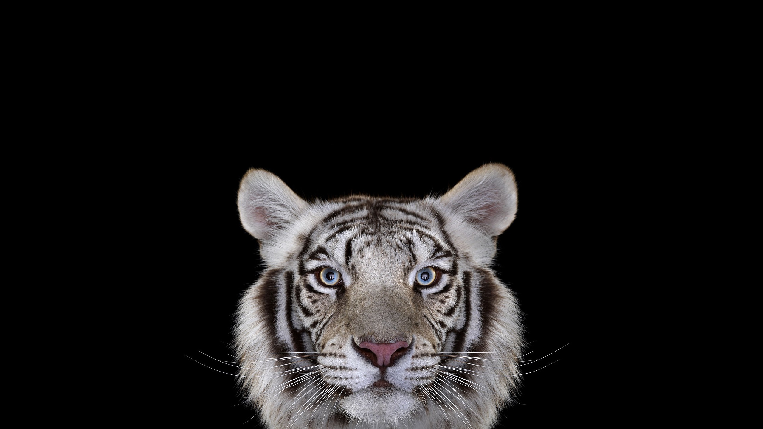 Close-up of a white tiger's face HD Wallpaper