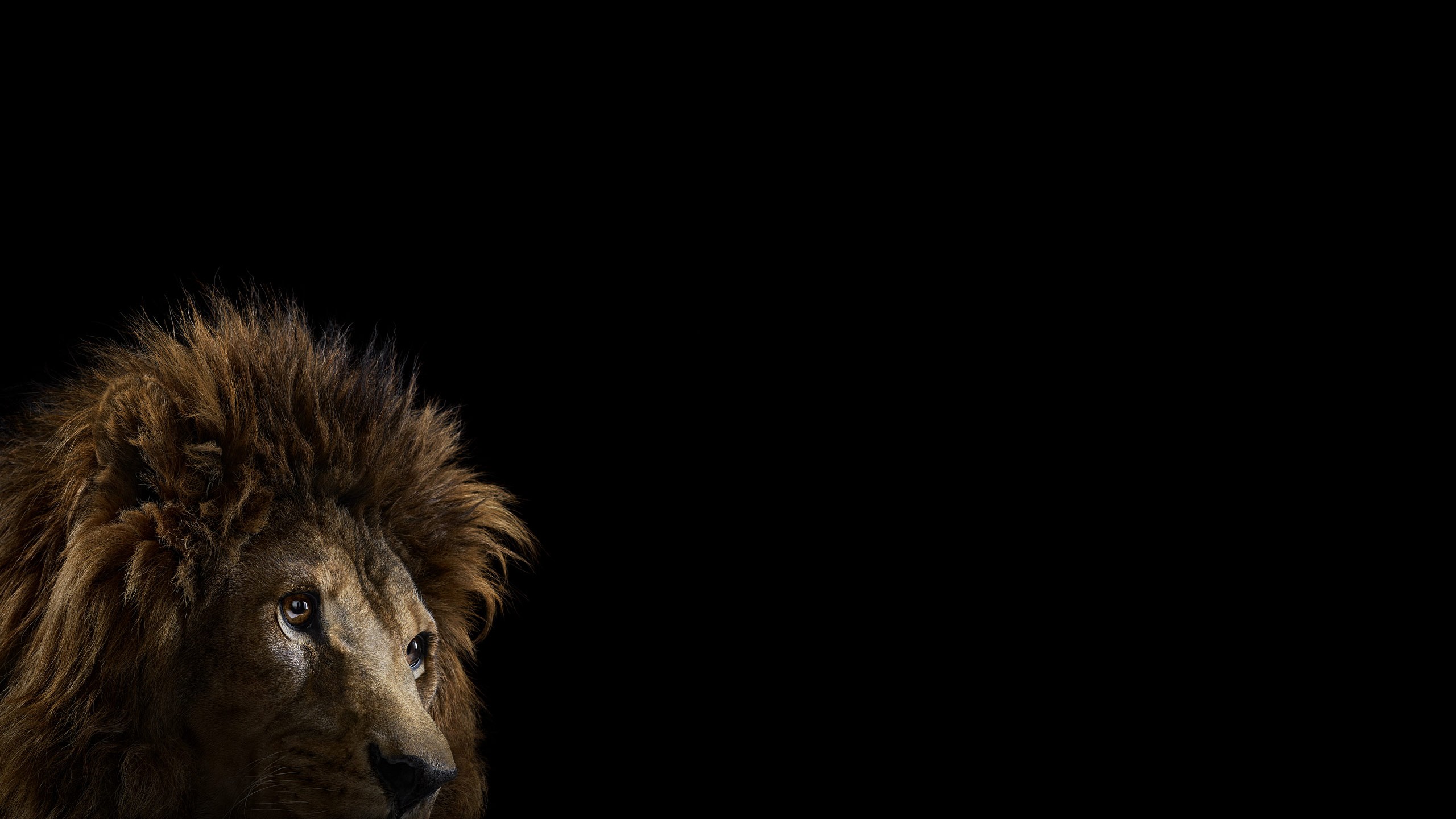 Lion with a dark background HD Wallpaper