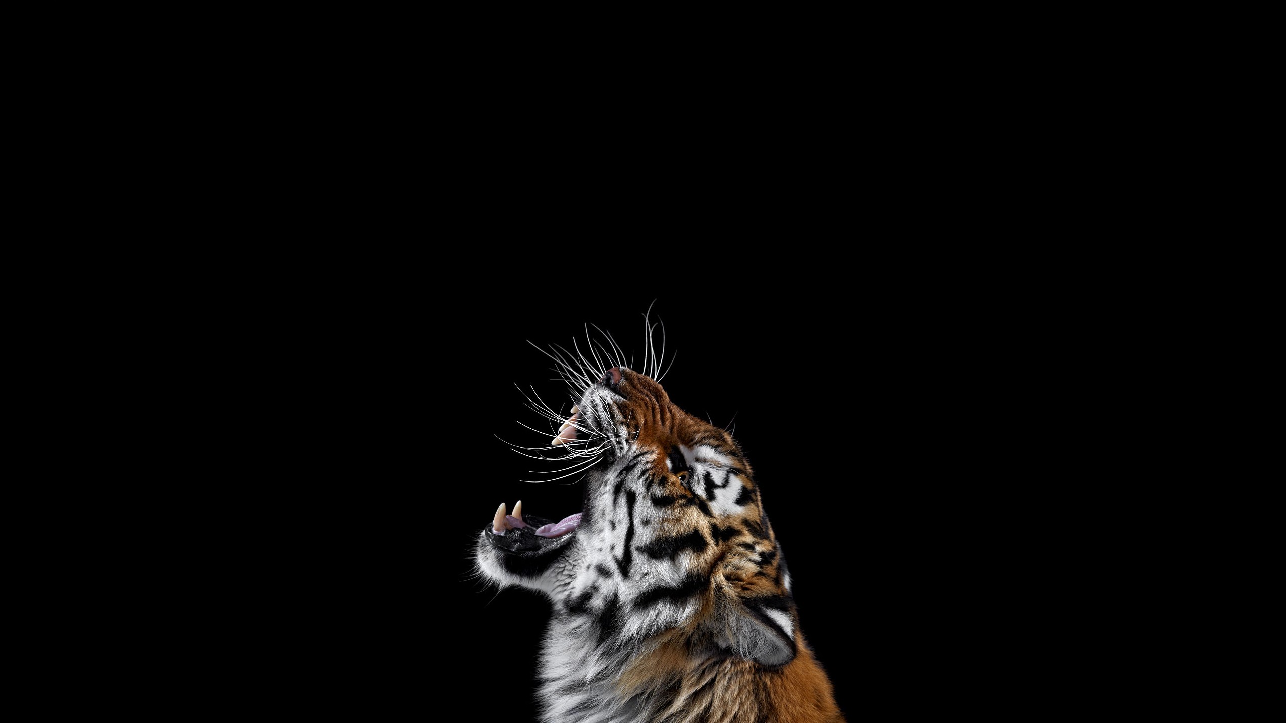 Tiger yawning with mouth wide open HD Wallpaper