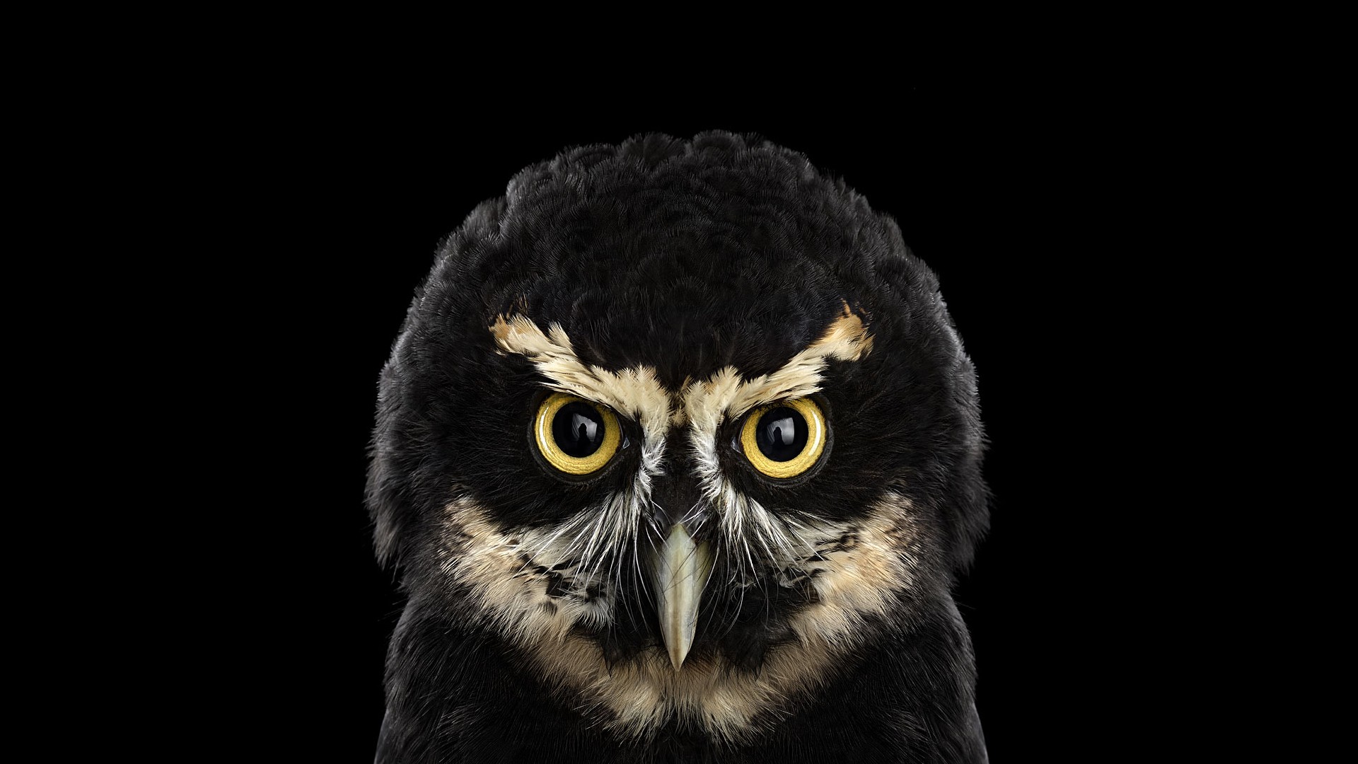 Close-up of a spectacled owl against a black background HD Wallpaper