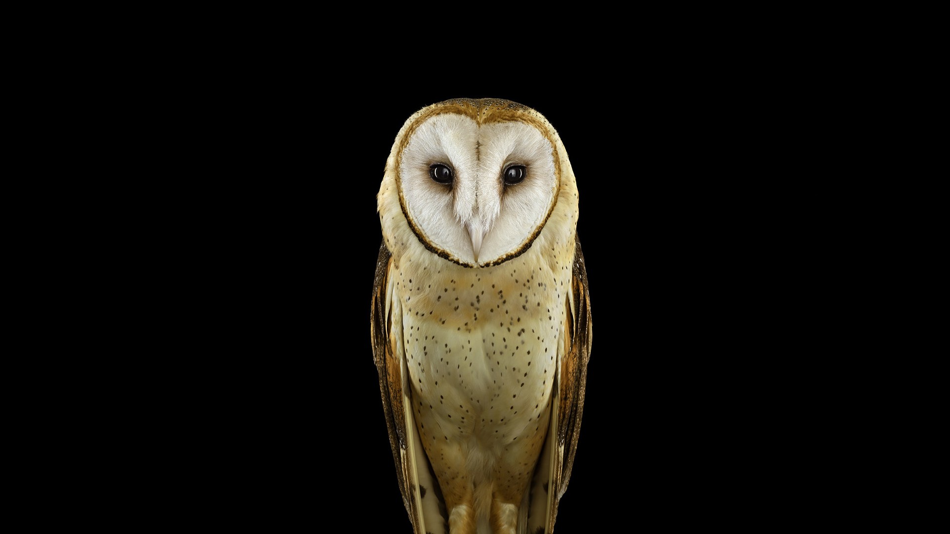 Barn owl with speckled feathers against black background HD Wallpaper
