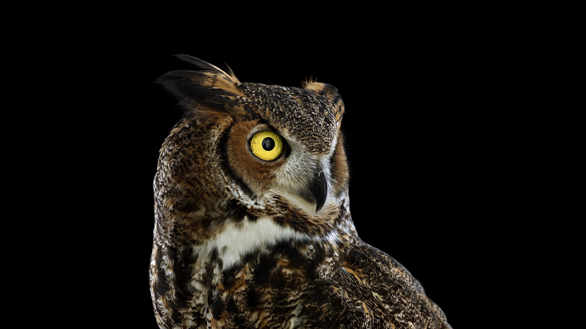 Great Horned Owl with yellow eyes on black background HD Wallpaper
