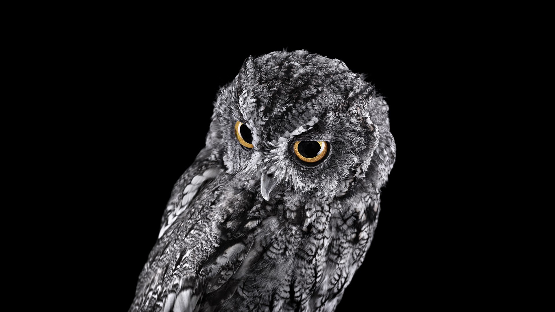 Close-up of a gray owl with yellow eyes HD Wallpaper