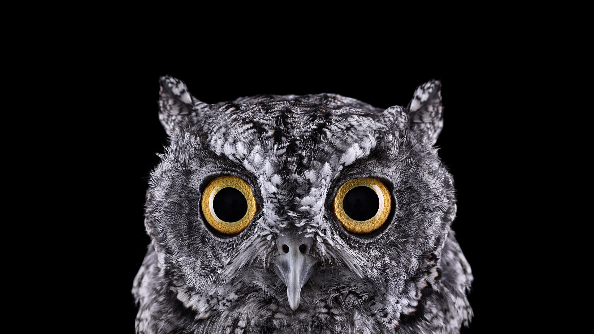 Close-up of an owl's face with yellow eyes HD Wallpaper