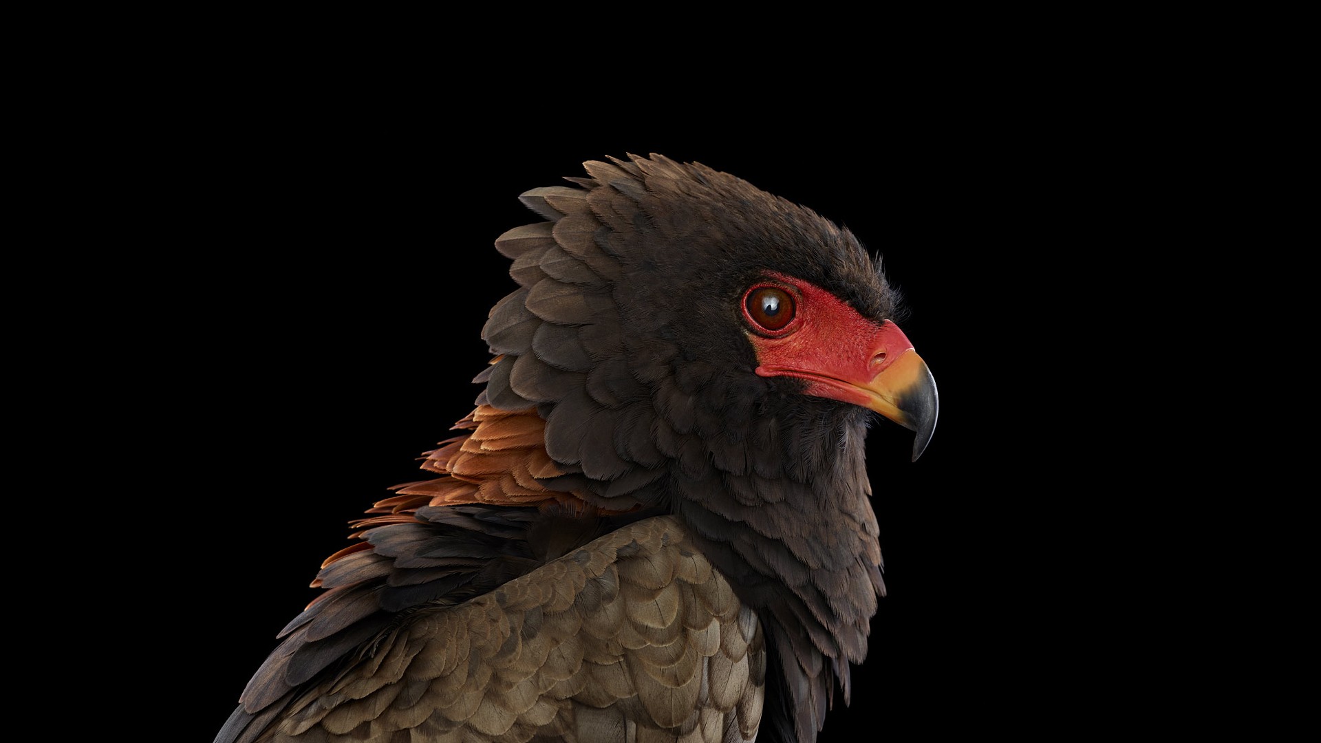 Close-up of a Bateleur eagle against a black background HD Wallpaper
