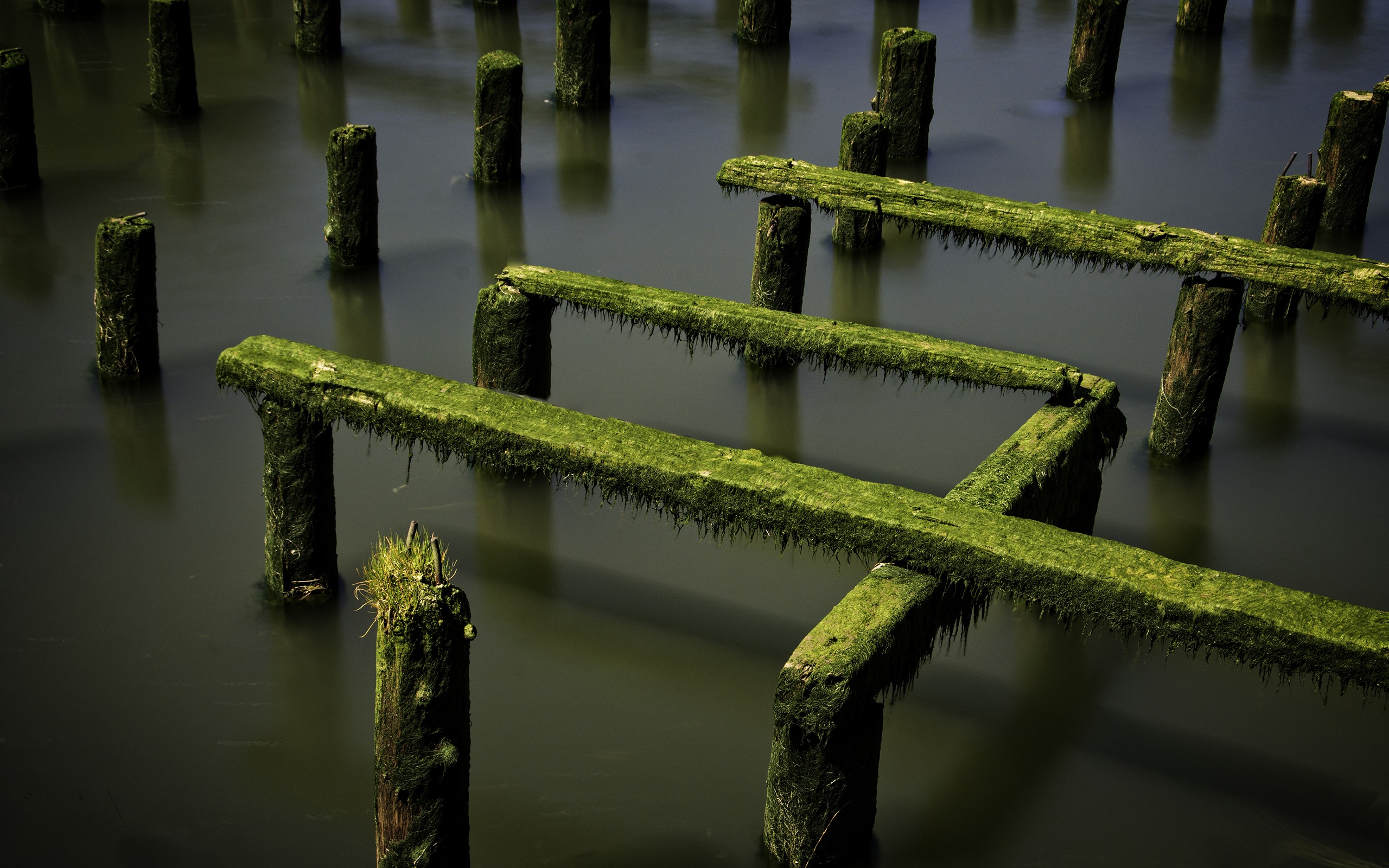 Moss-covered wooden pier pilings in water HD Wallpaper