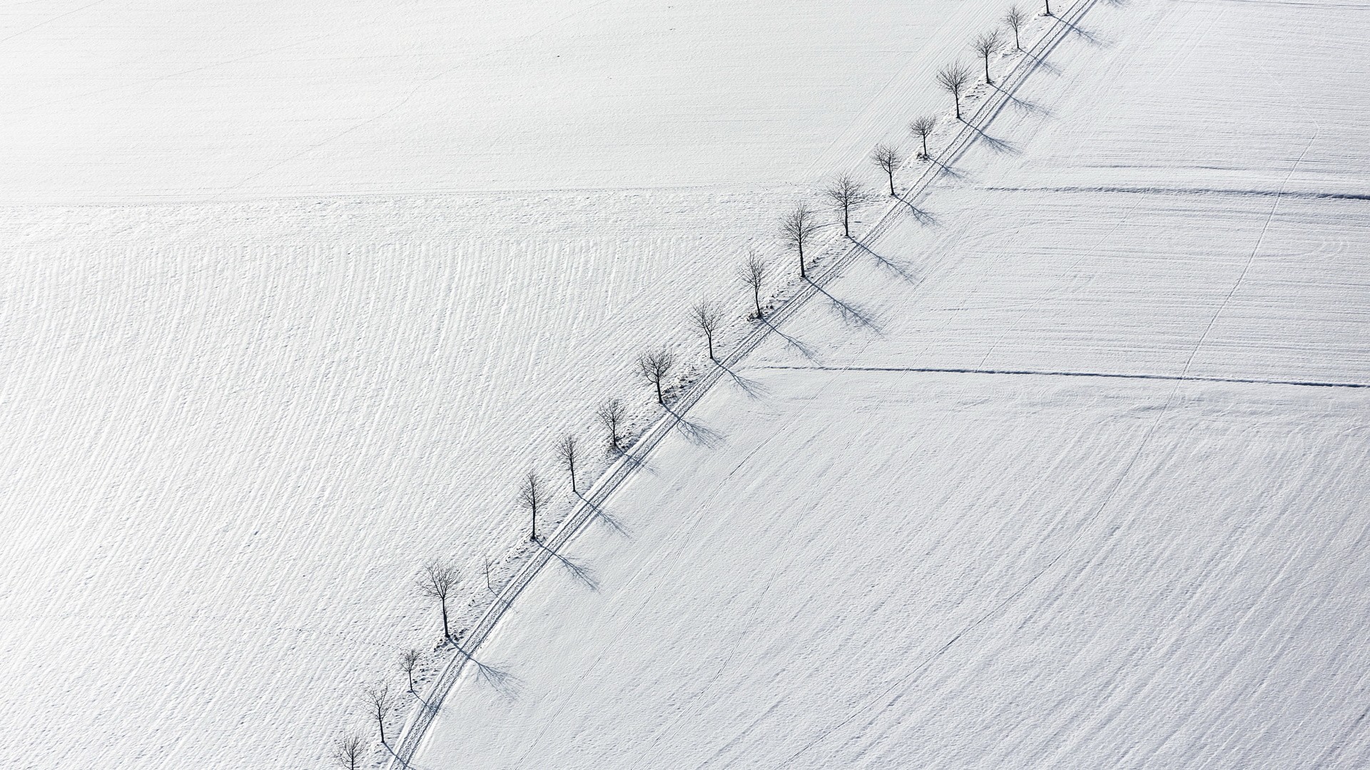 Aerial view of bare trees casting shadows on a snow-covered field HD Wallpaper