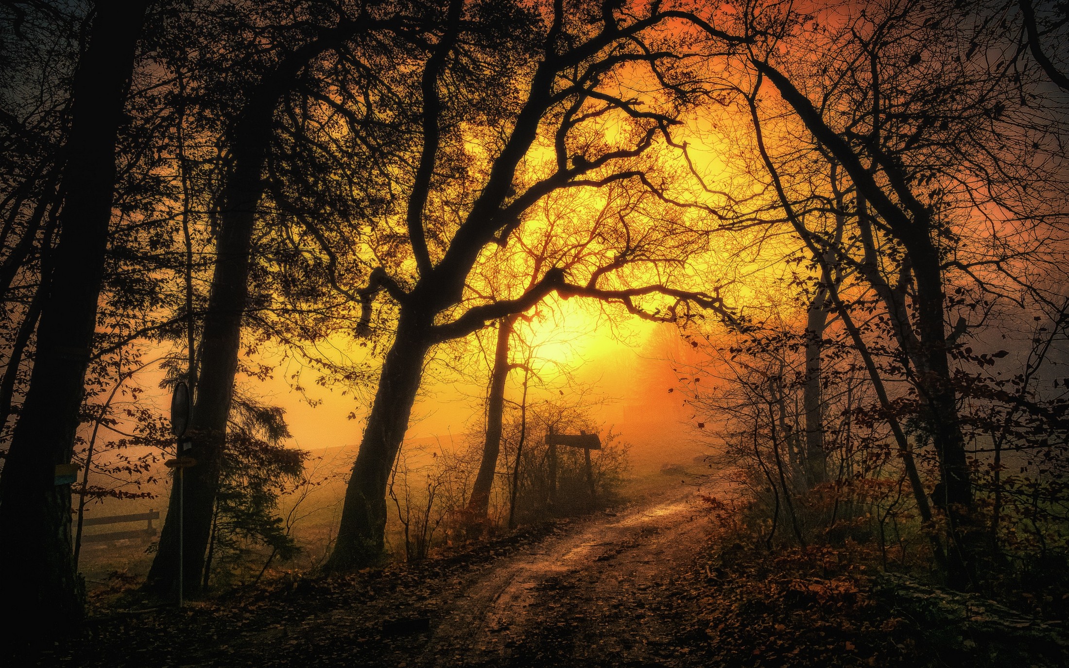Forest path with trees and yellow sky HD Wallpaper