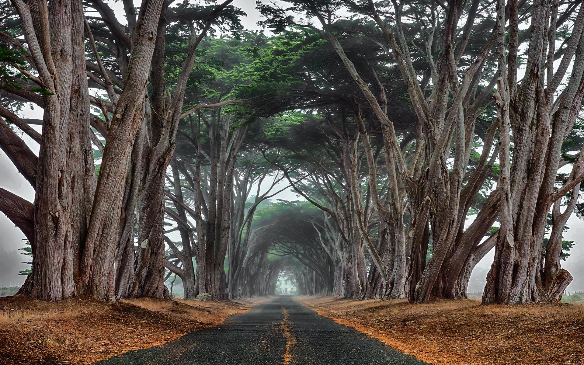 Tunnel of cypress trees over a misty road HD Wallpaper