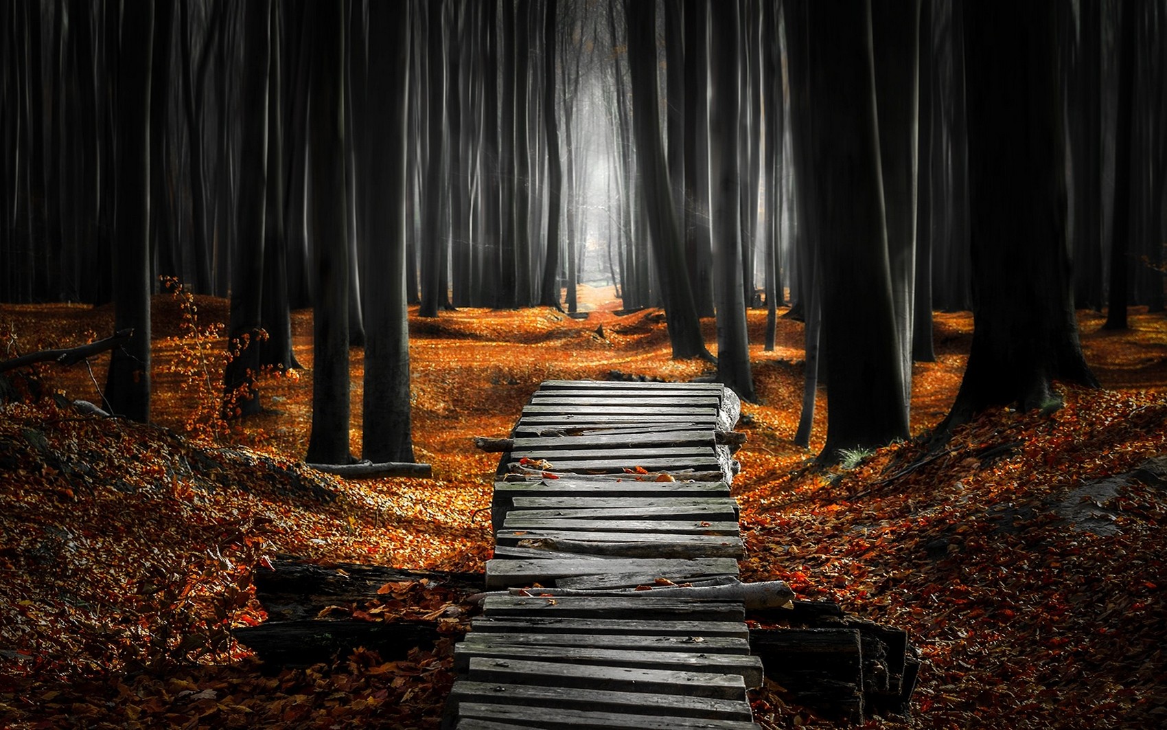 Wooden path through a dark forest with autumn leaves HD Wallpaper