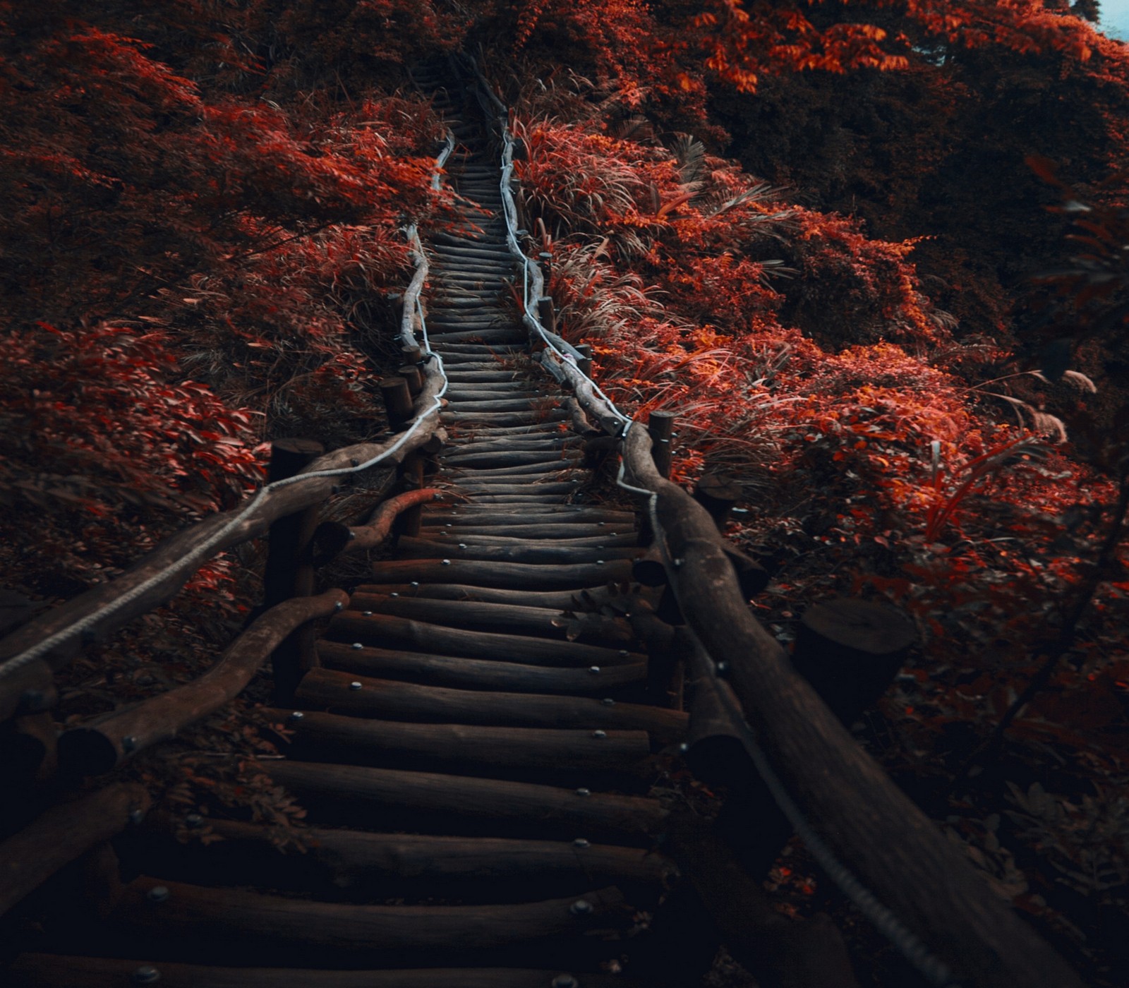 Wooden stairs winding through red foliage HD Wallpaper