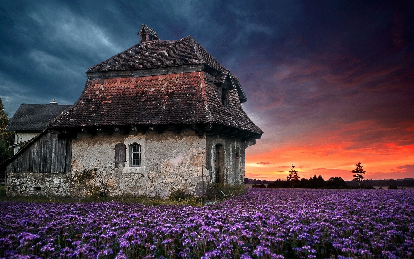Old house in a field of purple flowers at sunset HD Wallpaper