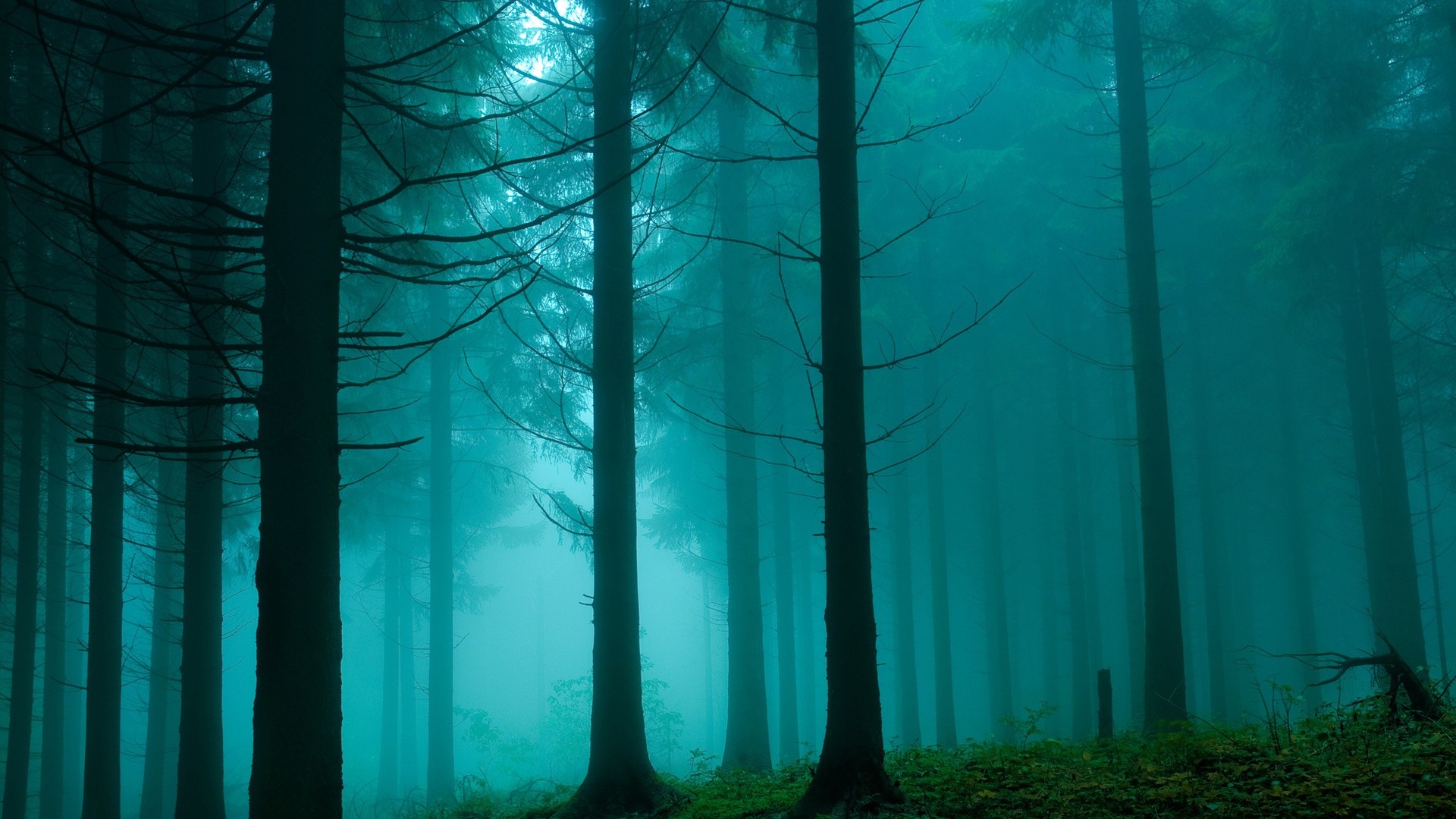 Misty forest with tall trees HD Wallpaper