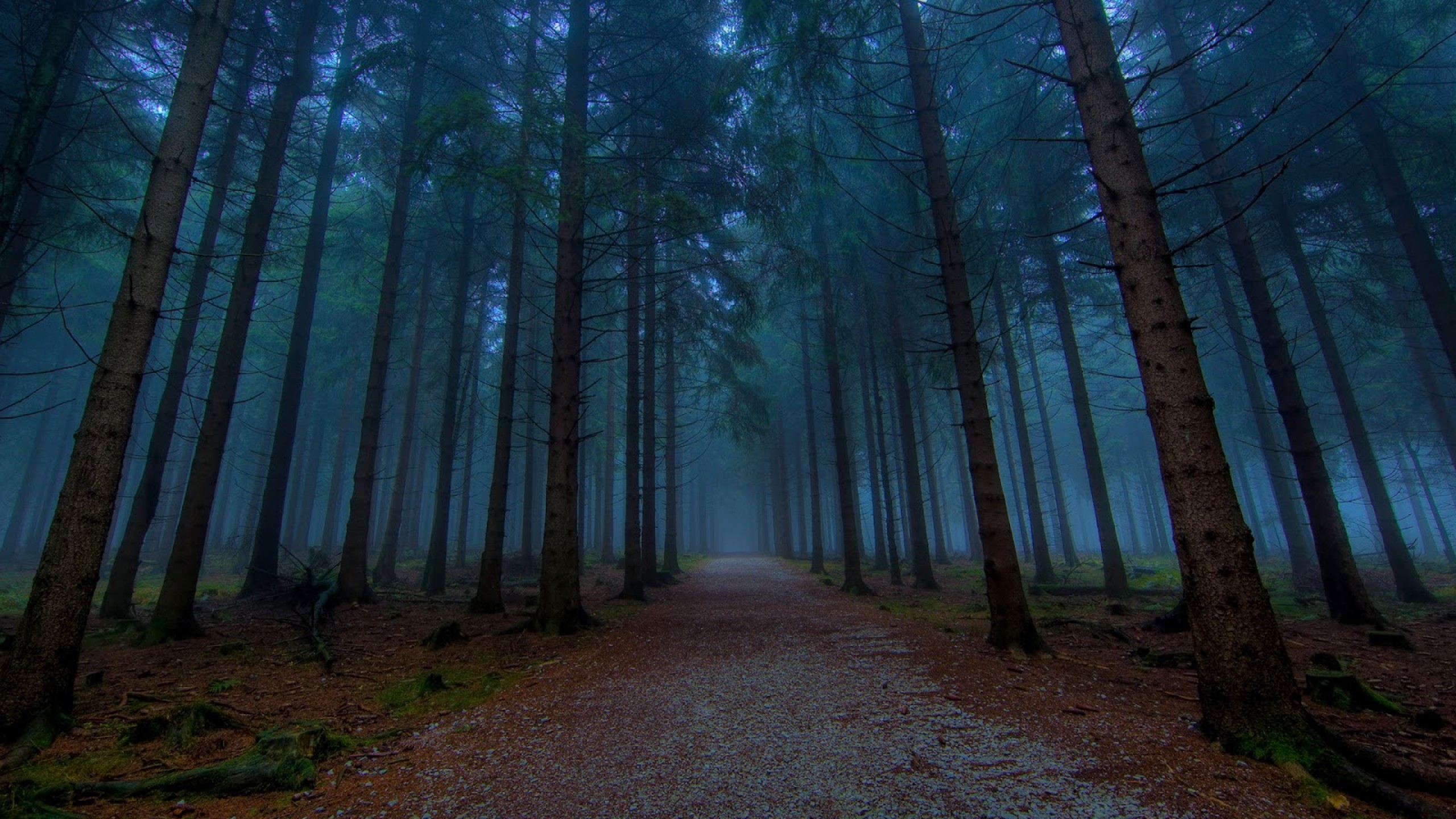 A misty path through a dark forest HD Wallpaper