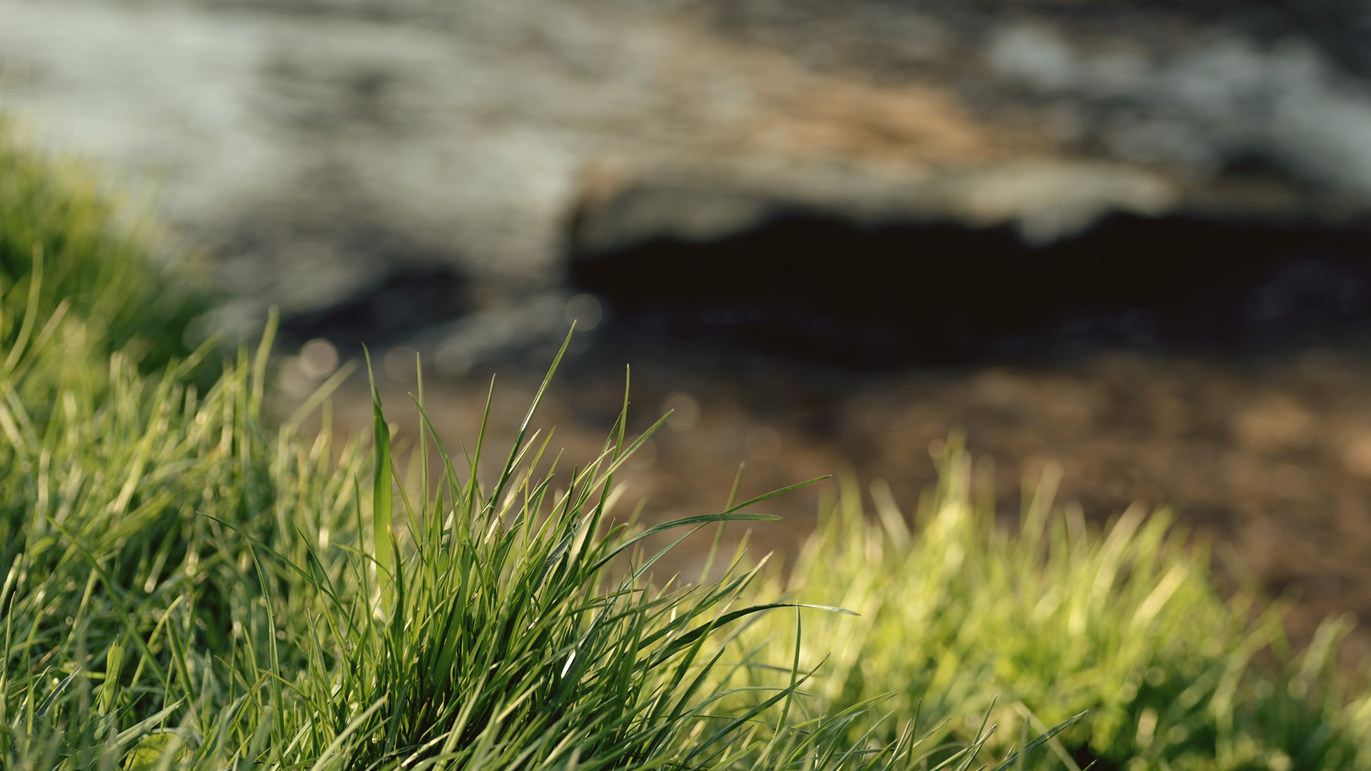 Close-up of grass by a body of water HD Wallpaper
