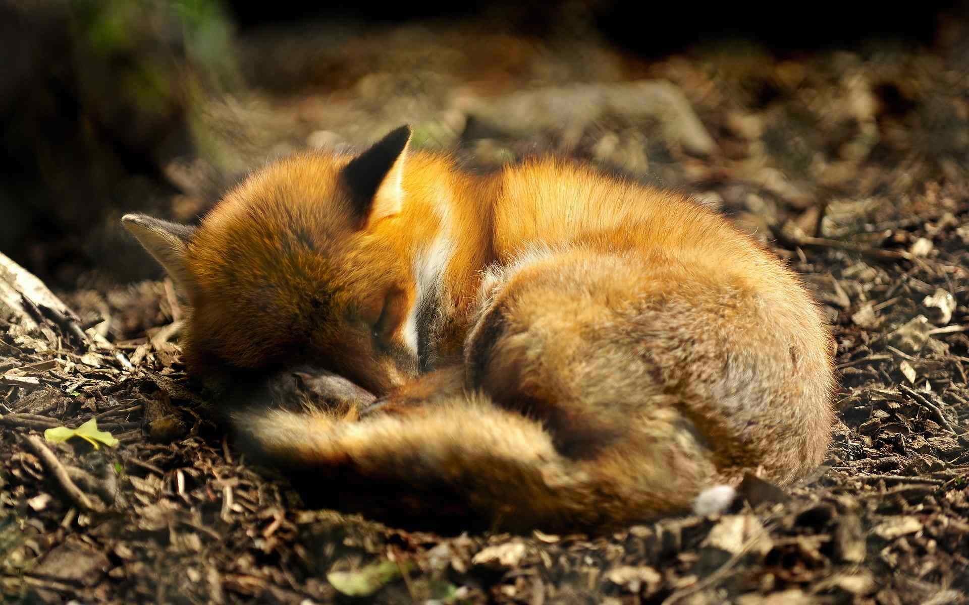A red fox sleeps curled up on the forest floor HD Wallpaper