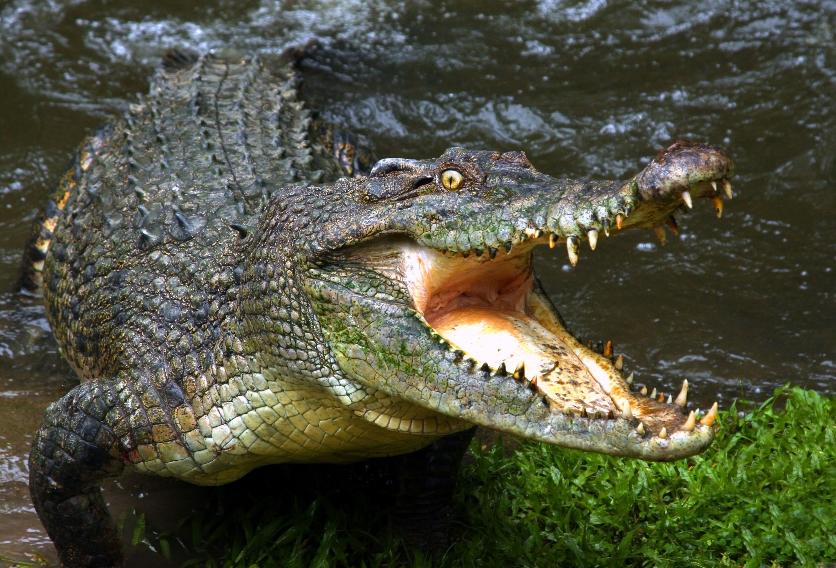 Crocodile with mouth open in water HD Wallpaper