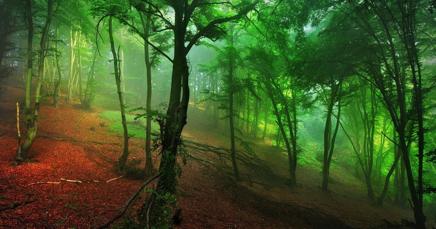 Misty forest with green trees and red leaves on the ground HD Wallpaper