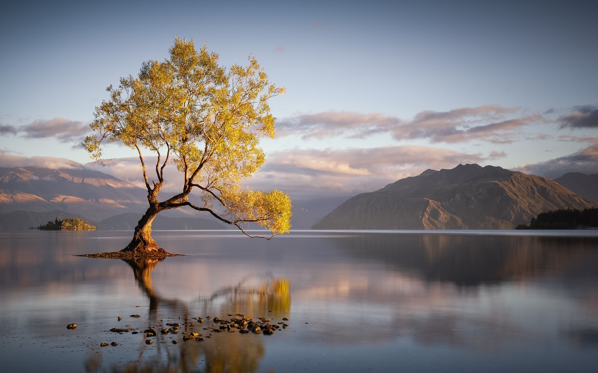Lone tree reflected in a calm lake with mountains HD Wallpaper