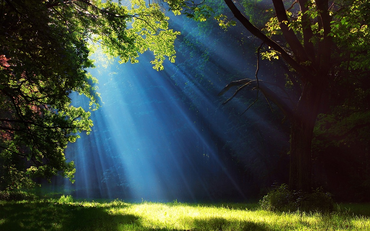 Sun rays filtering through trees in a misty forest landscape HD Wallpaper