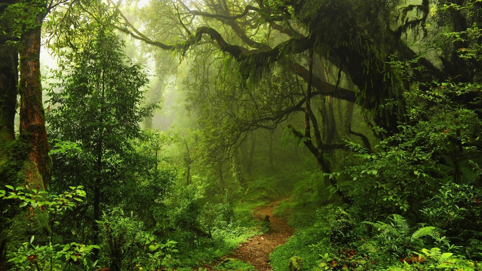 A winding path through a misty, green forest. HD Wallpaper