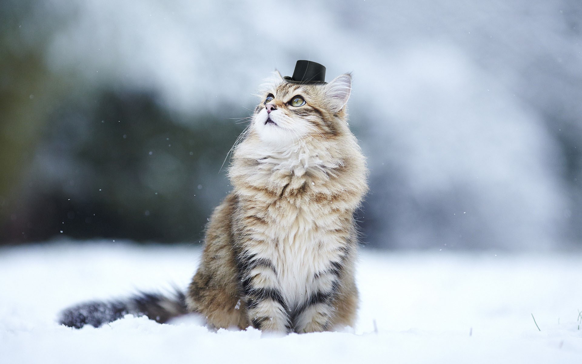 Cat wearing a hat in the snow HD Wallpaper