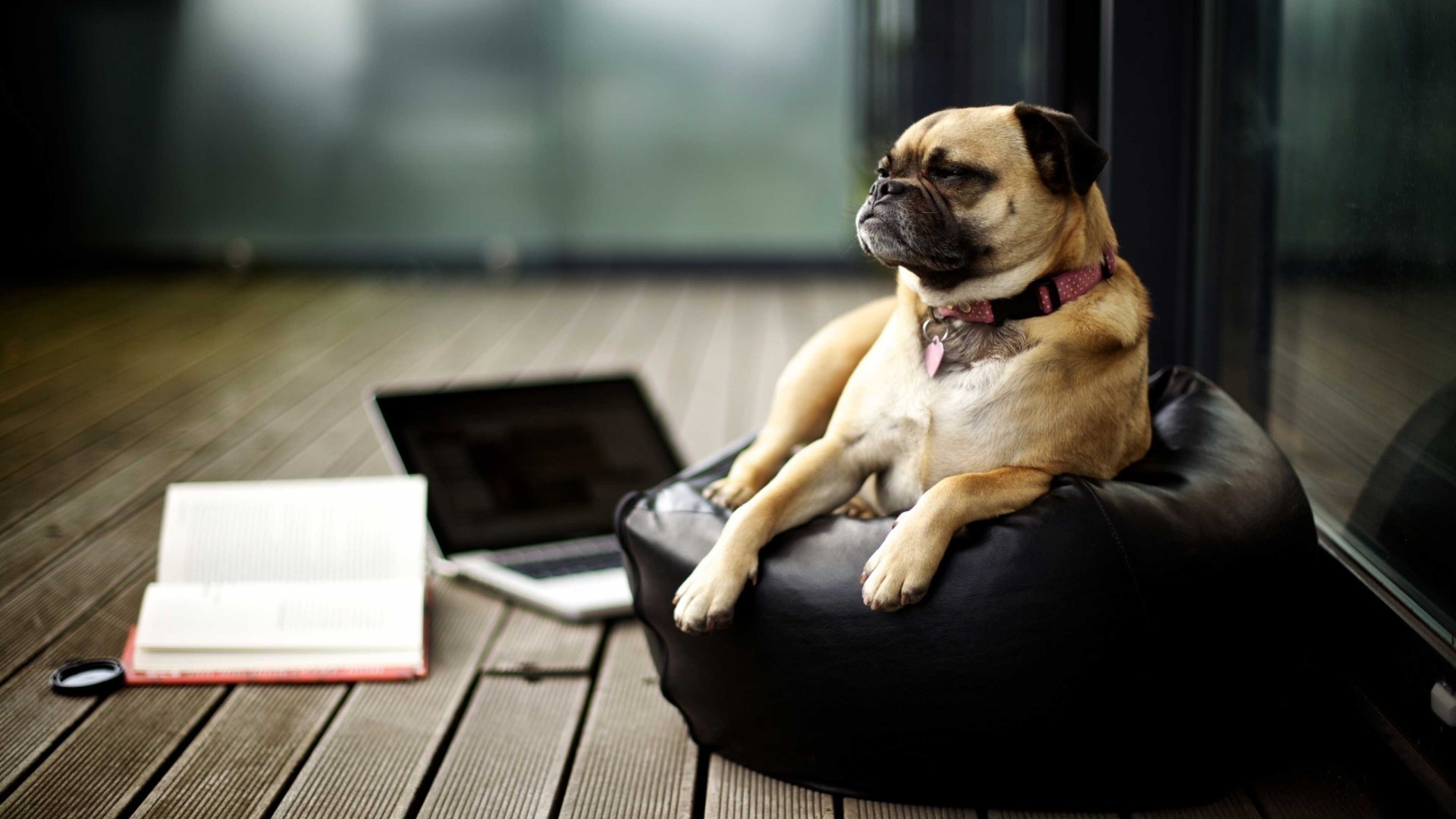 Pug dog on a beanbag with laptop and book HD Wallpaper